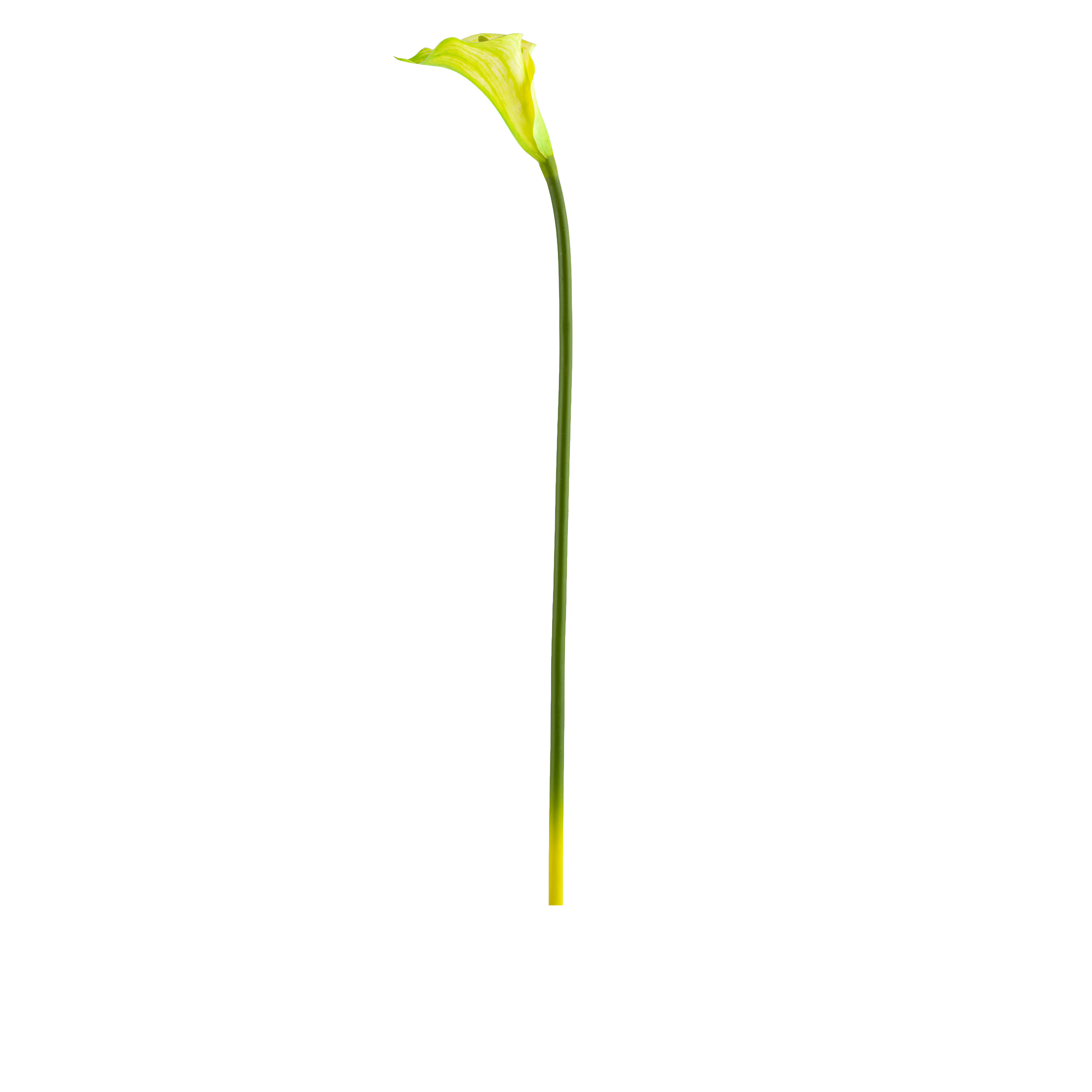 Calla Lily Stem L77 cm