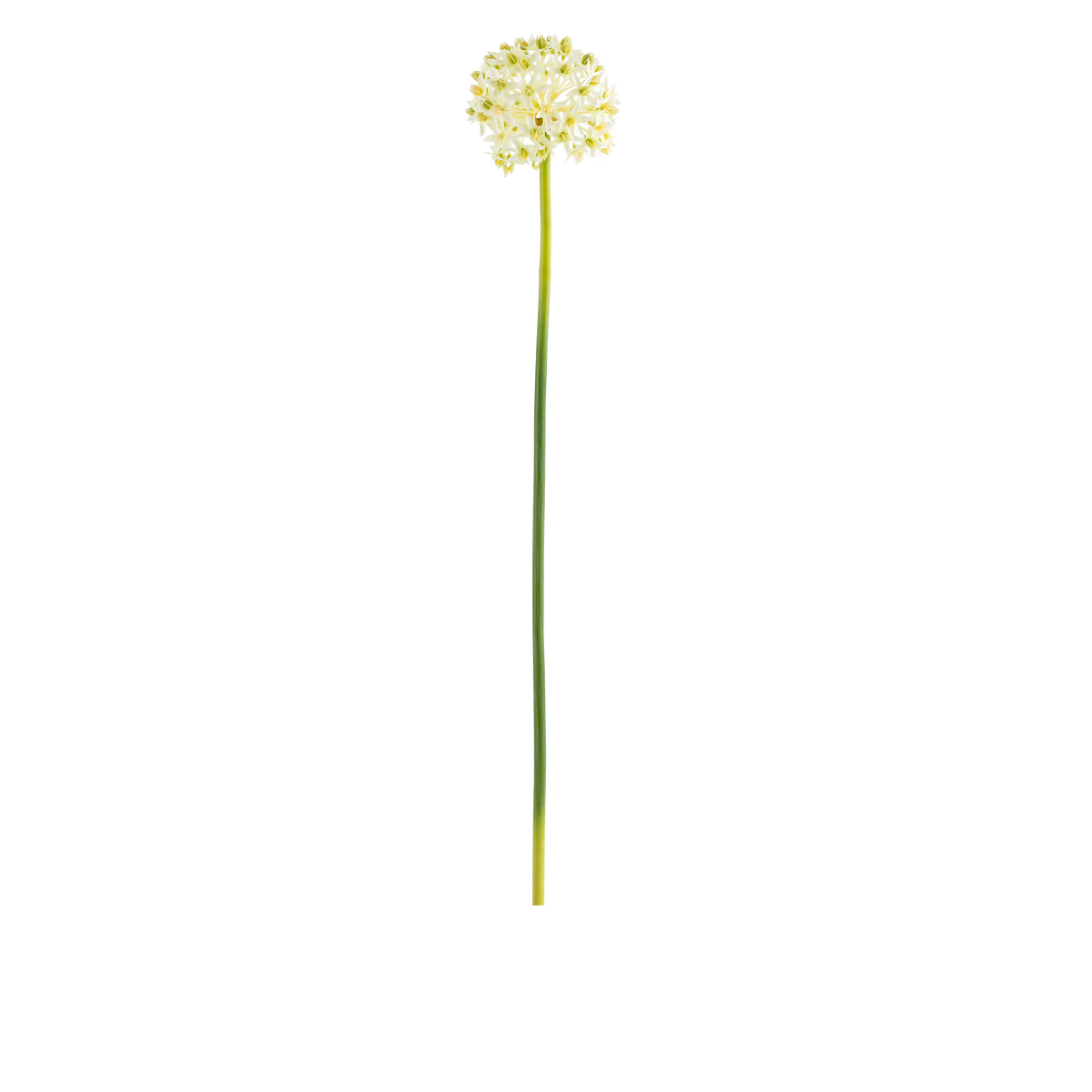Allium Stem L73 cm