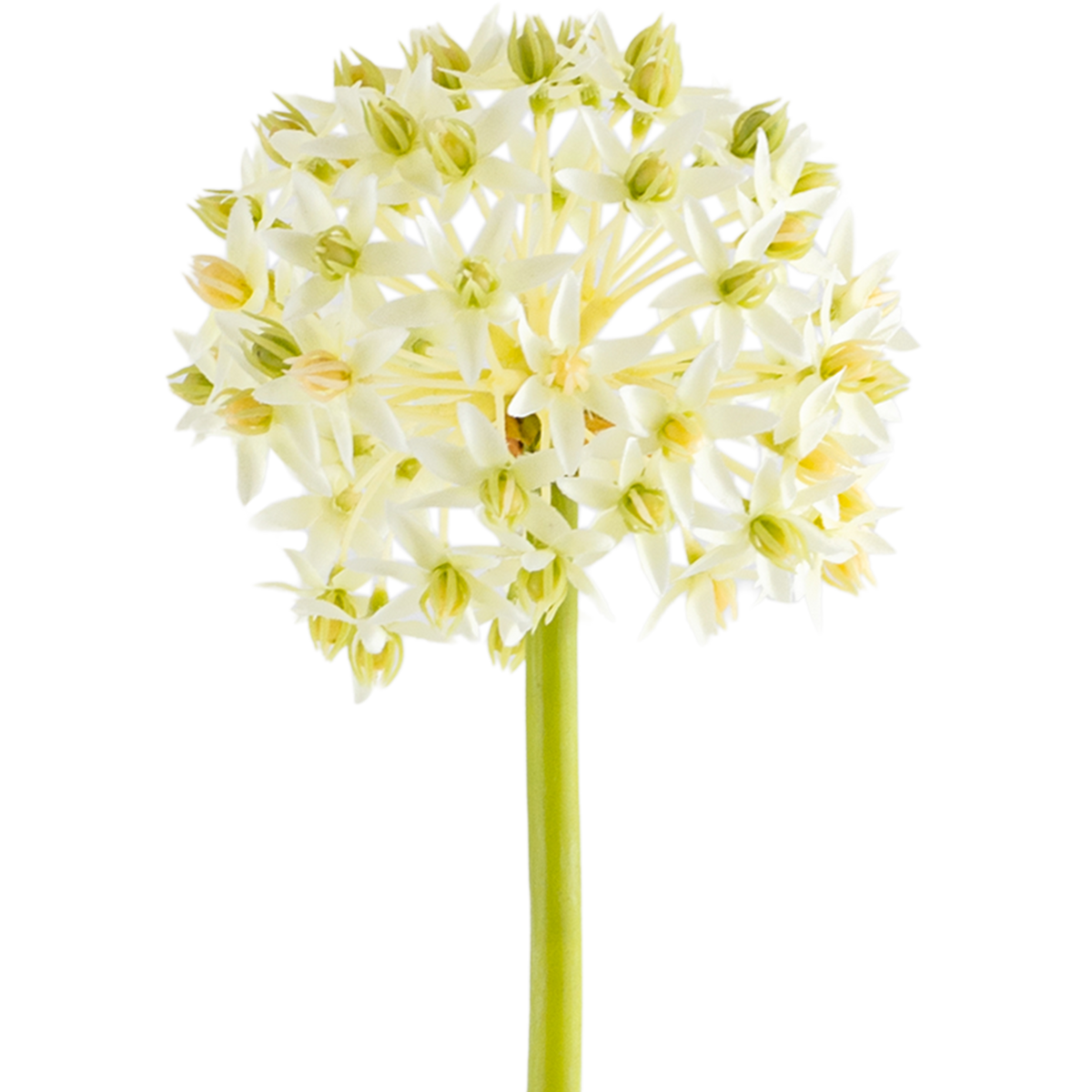 Allium Stem L73 cm