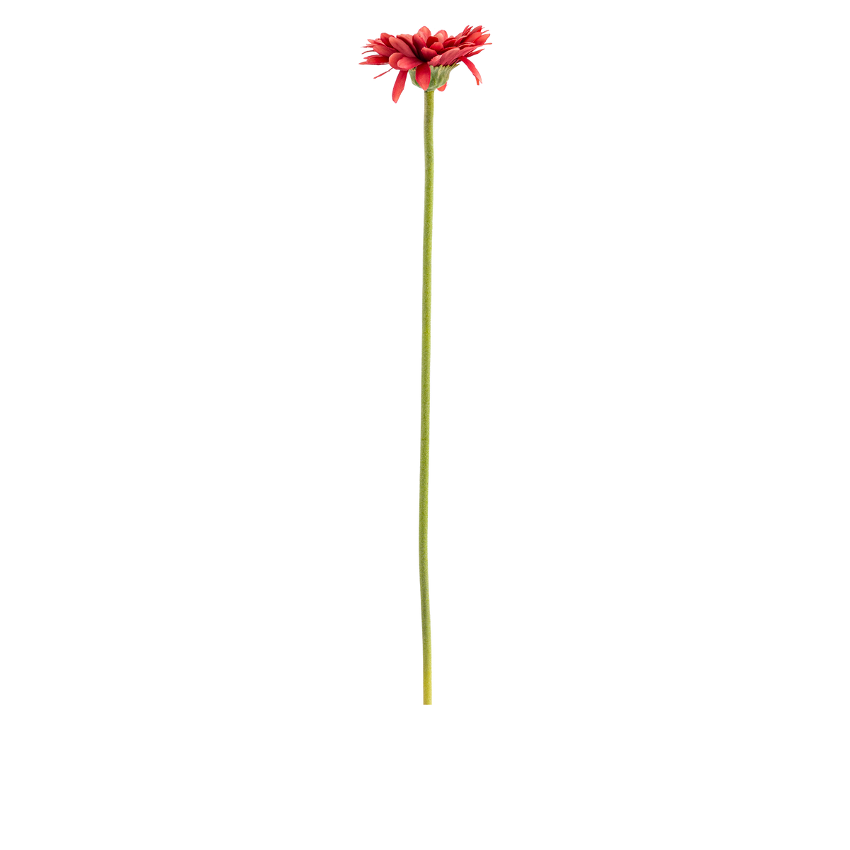 Gerbera Stem L50 cm