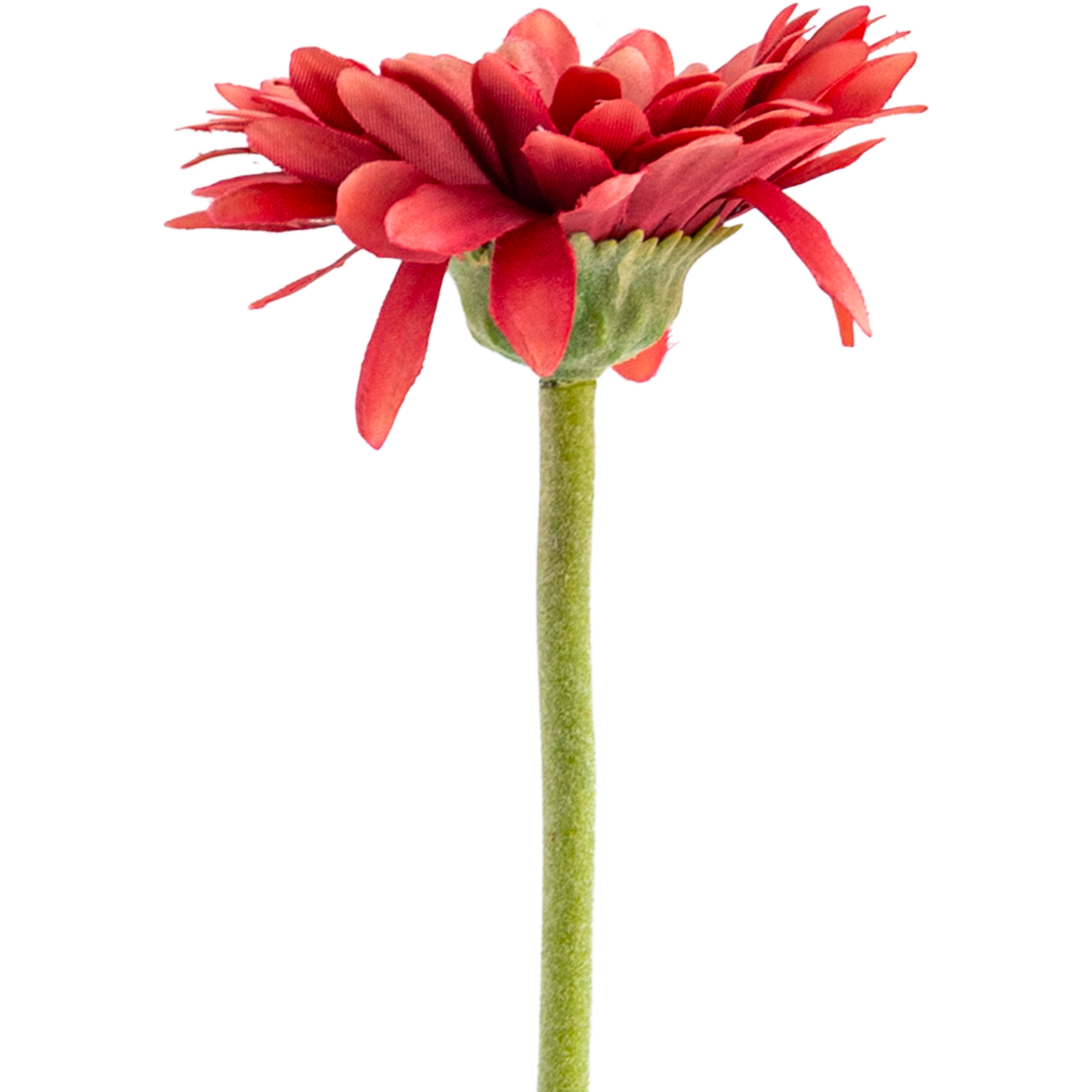 Gerbera Stem L50 cm