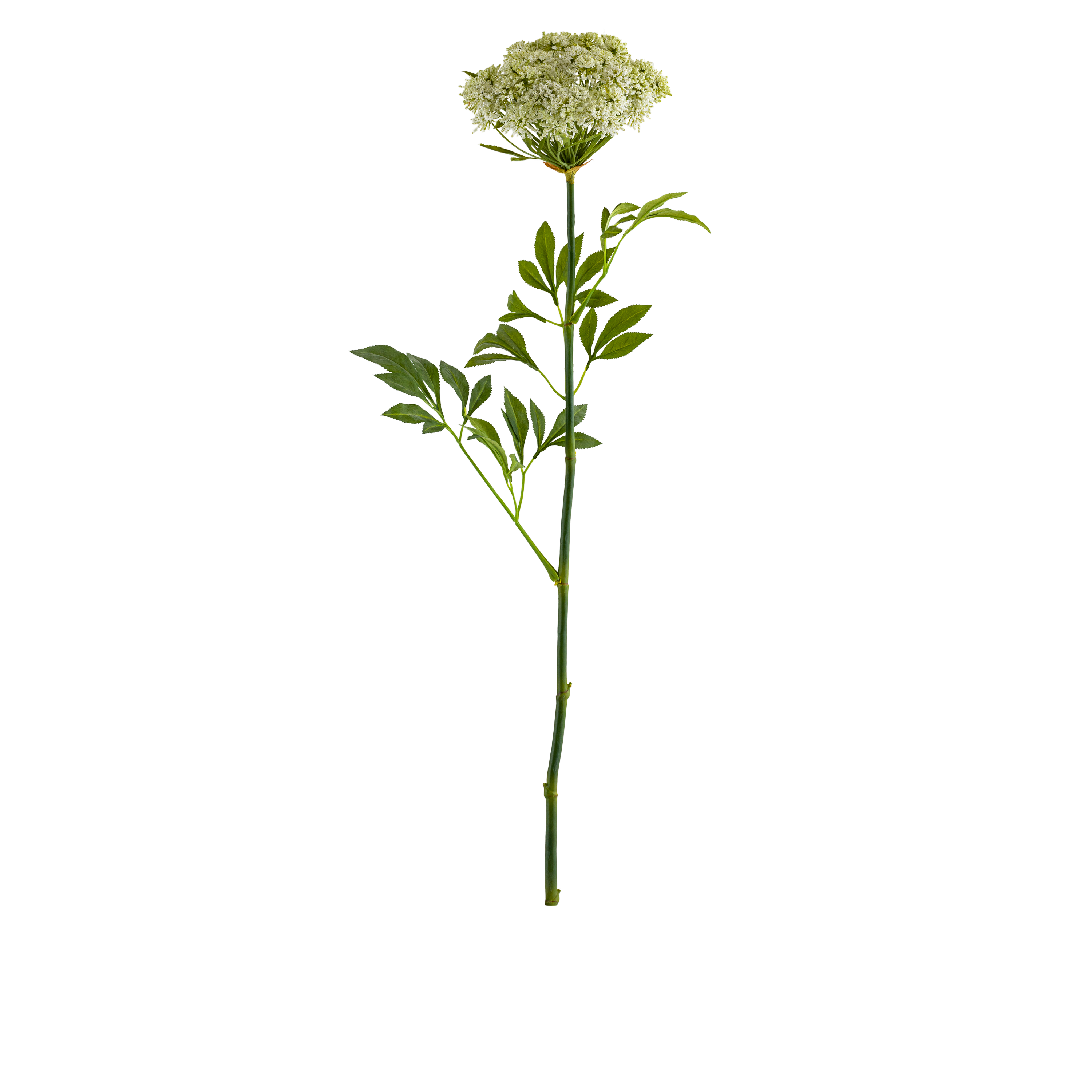 Queen Anne Lace Stem L88.9 cm