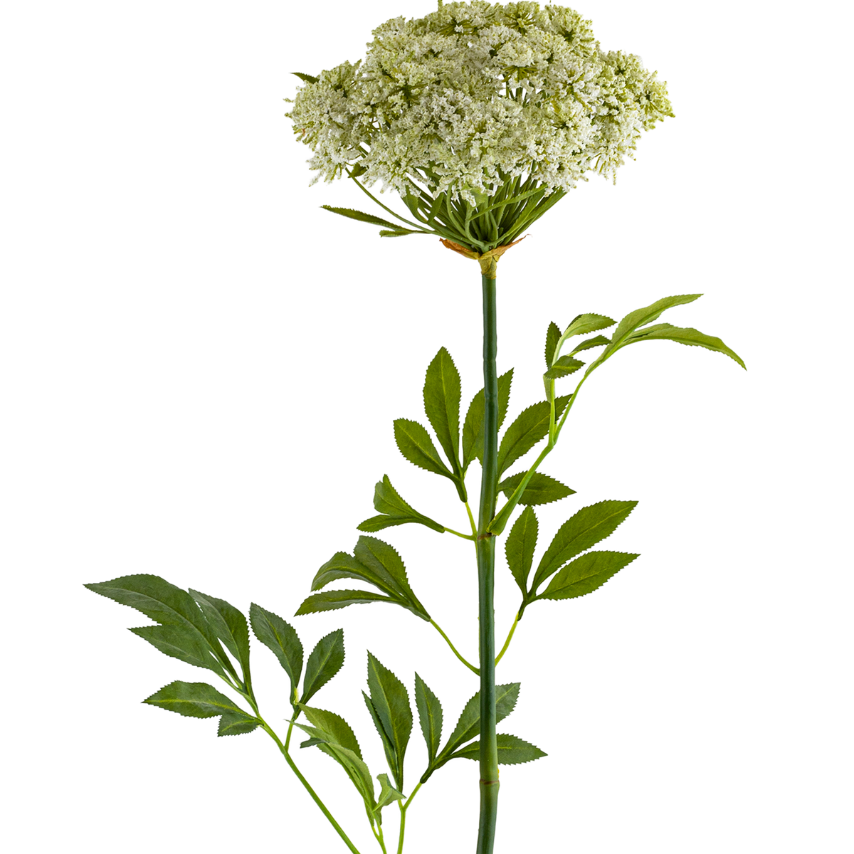 Queen Anne Lace Stem L88.9 cm