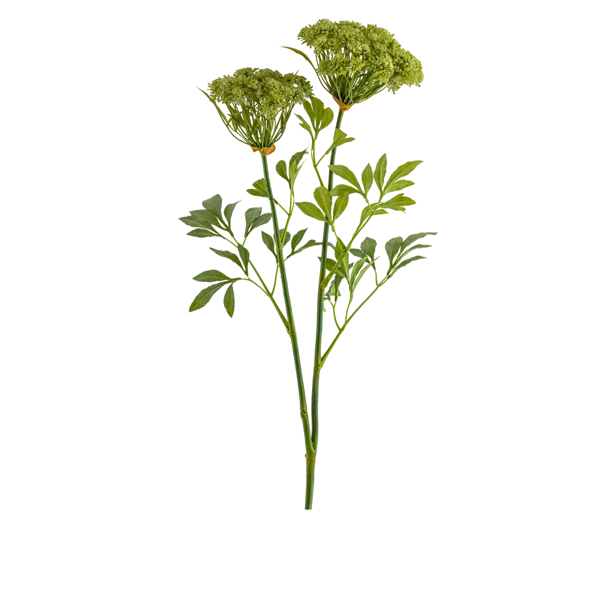 Queen Anne Lace Stem L88.9 cm