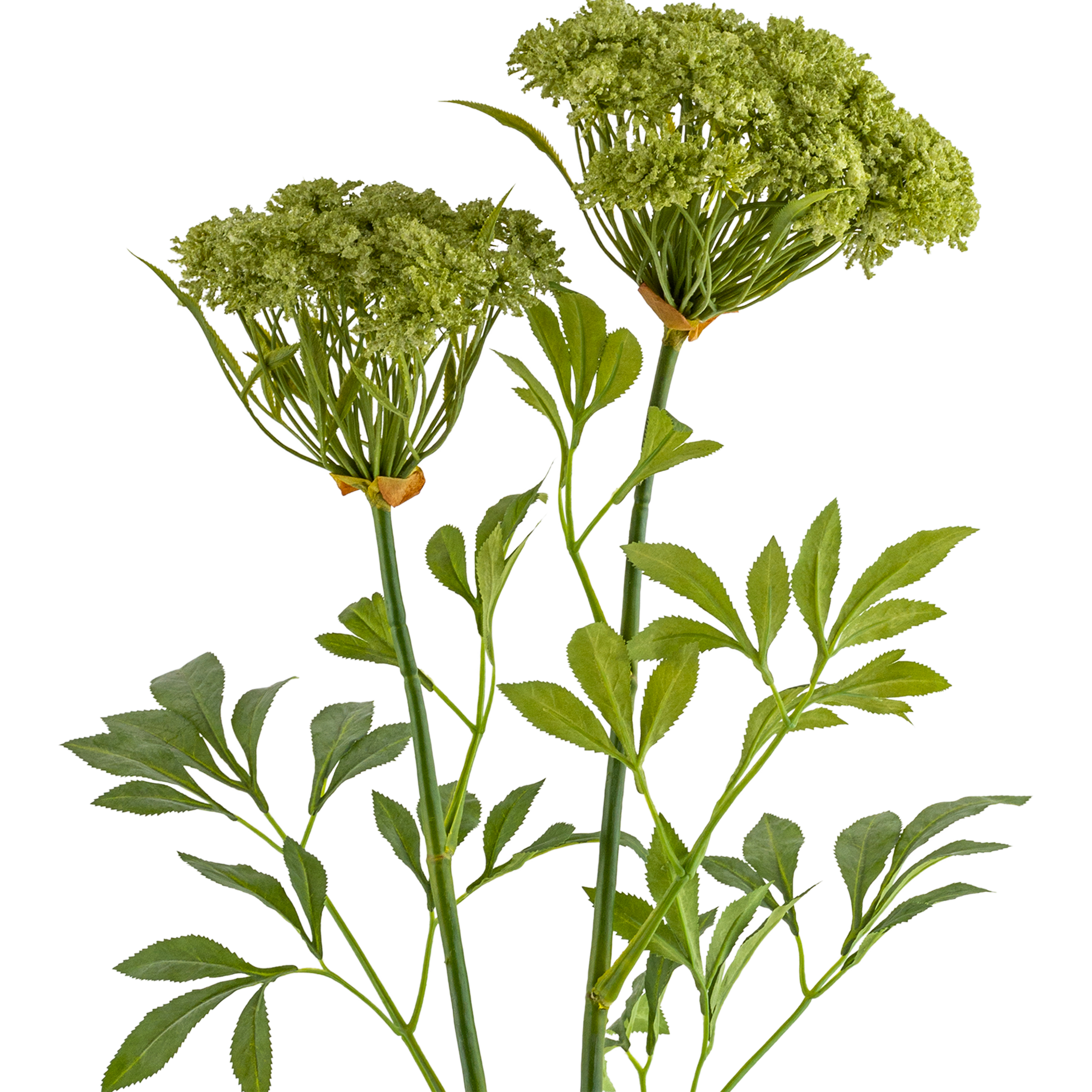 Queen Anne Lace Stem L88.9 cm