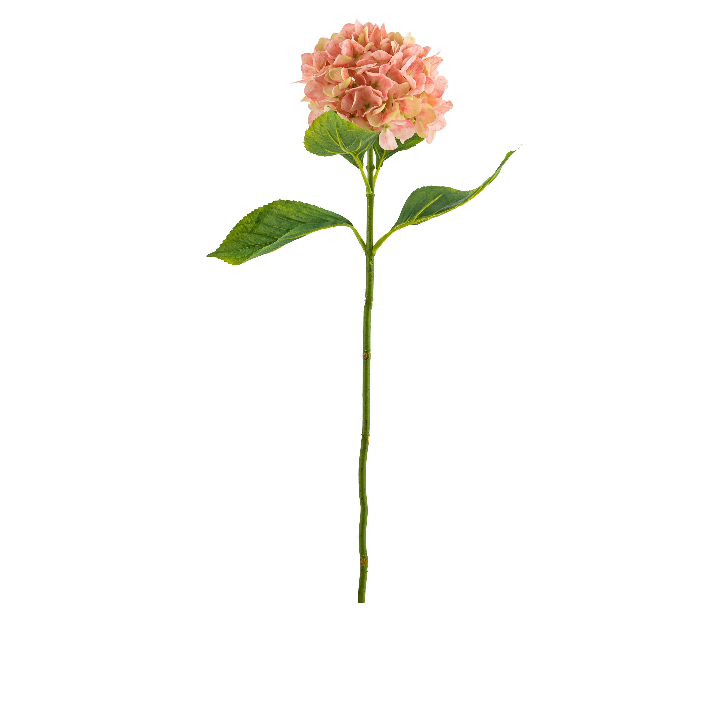 Hydrangea Stem L67 cm