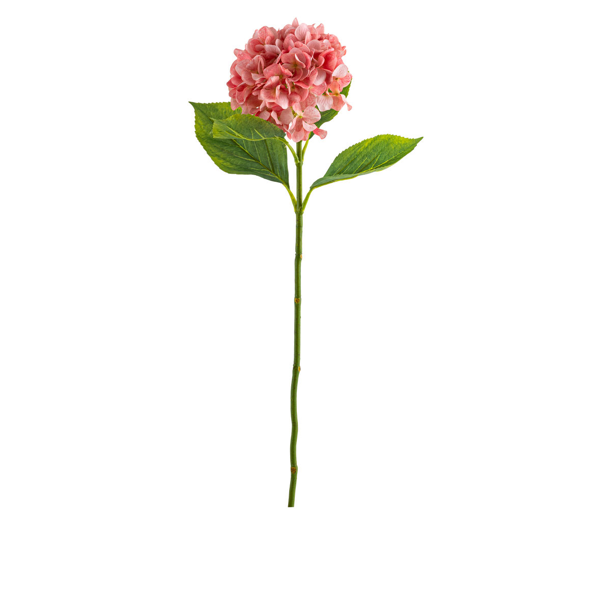 Hydrangea Stem L67 cm