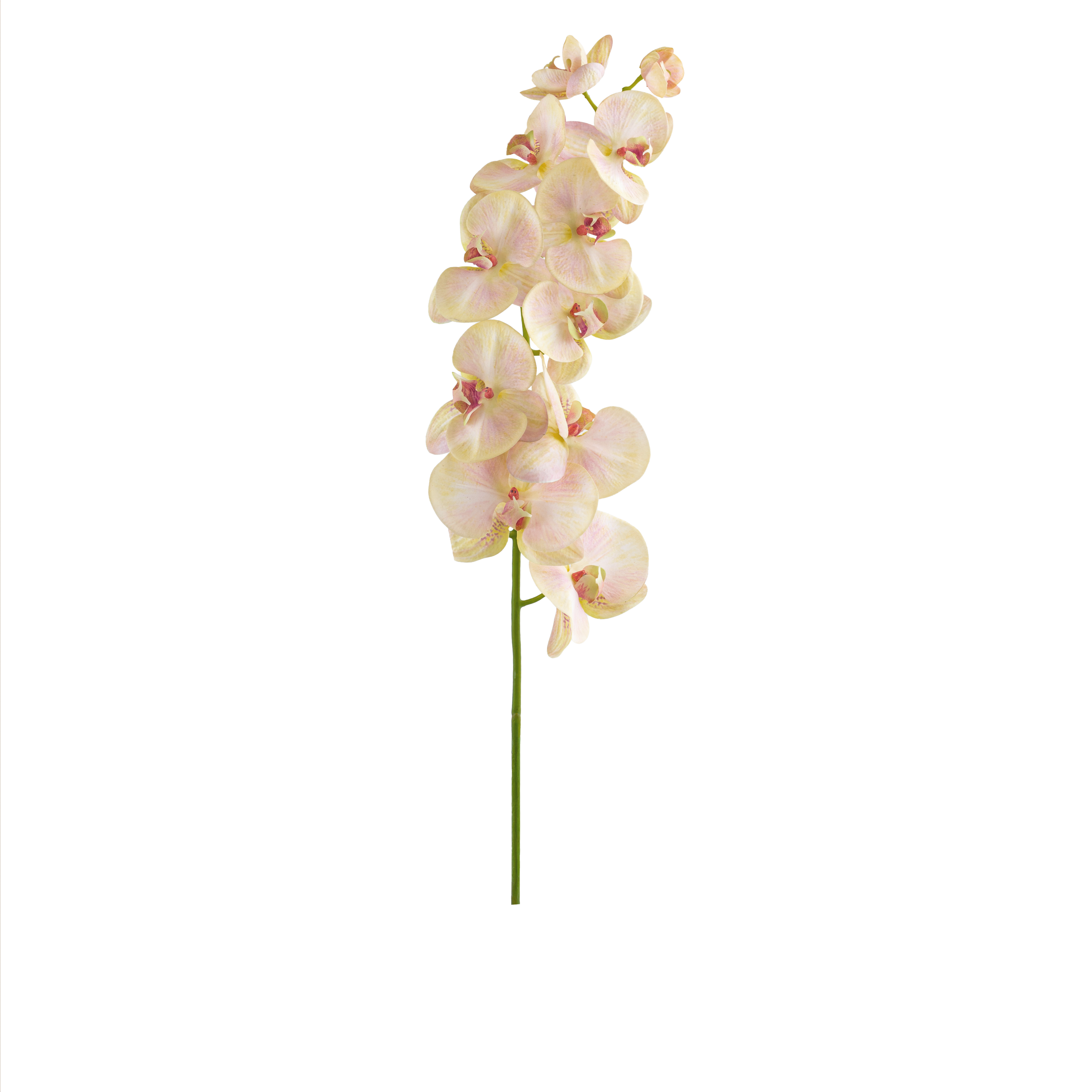 Phalaenopsis Stem L110 cm