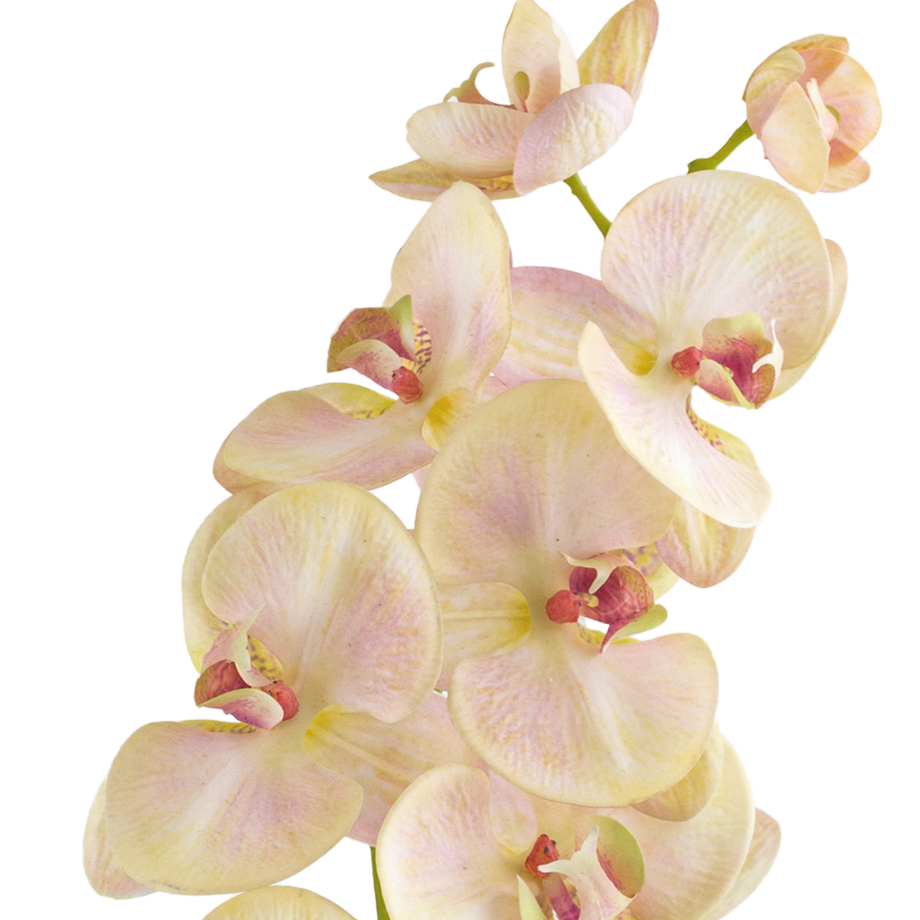 Phalaenopsis Stem L110 cm