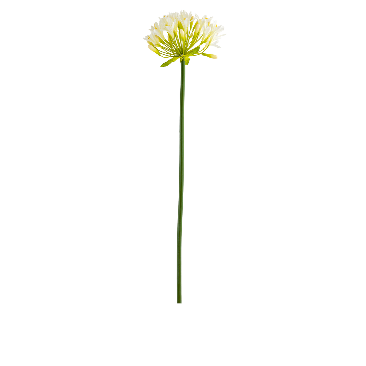 Agapanthus Stem L107 cm