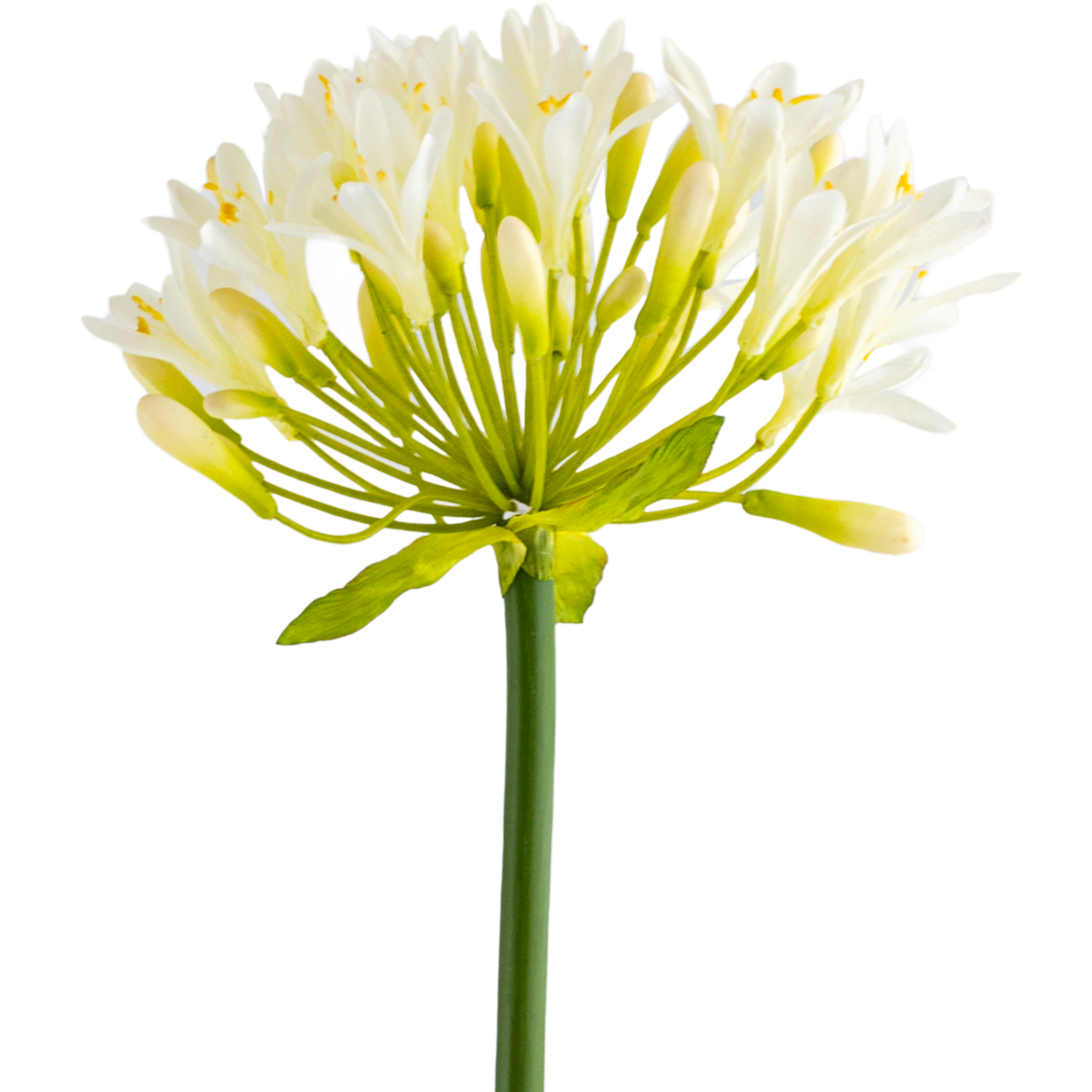 Agapanthus Stem L107 cm