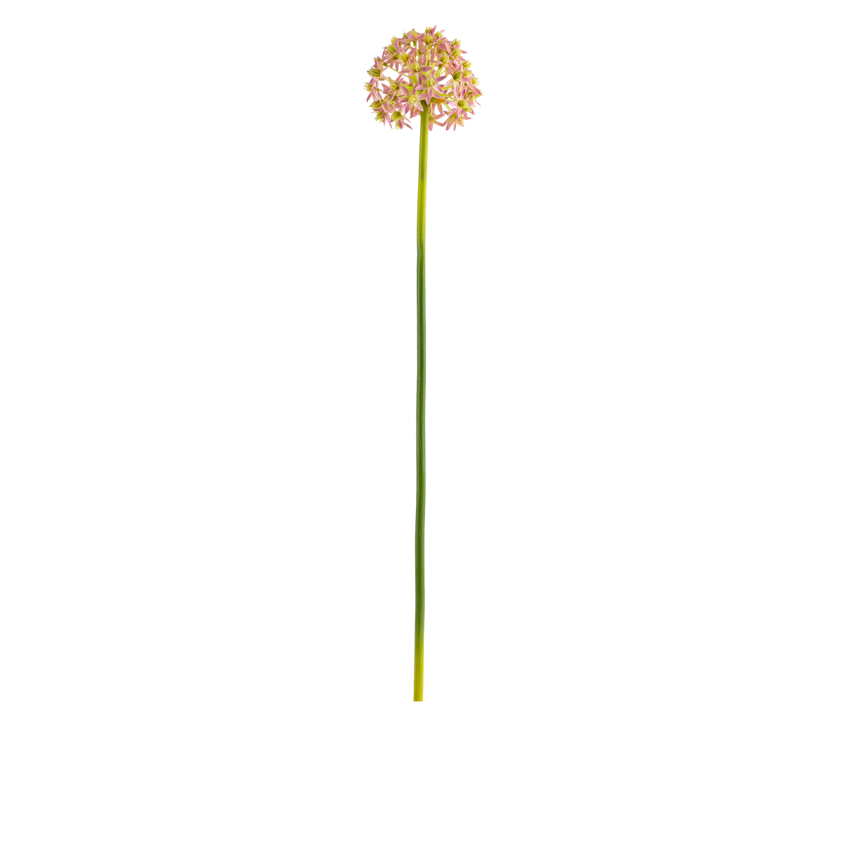 Allium Stem L73 cm