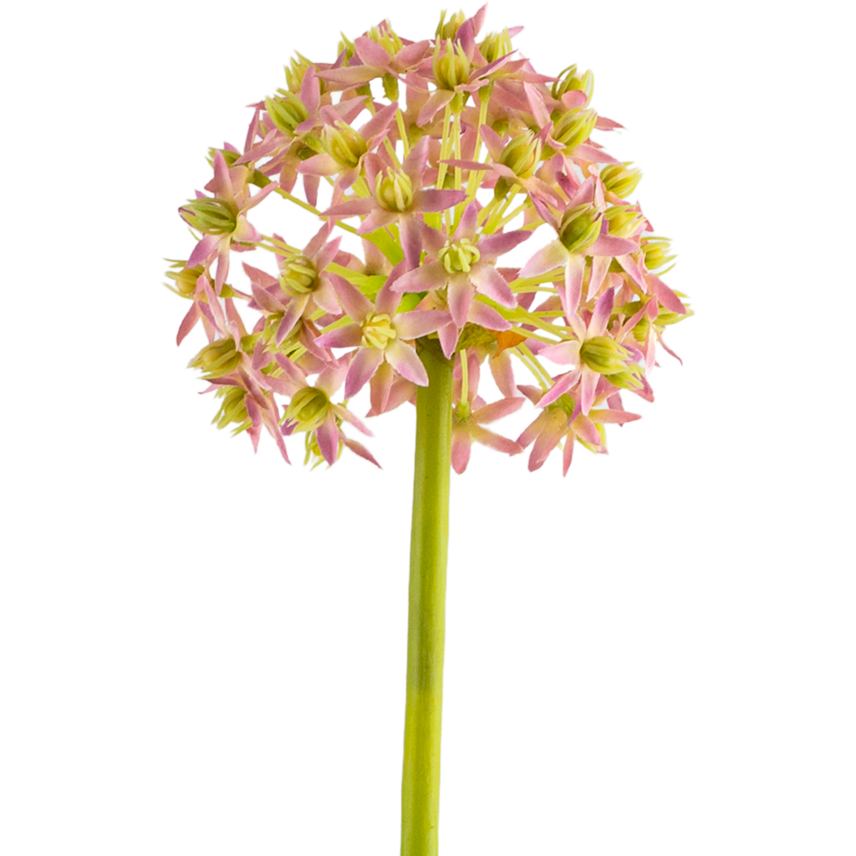 Allium Stem L73 cm