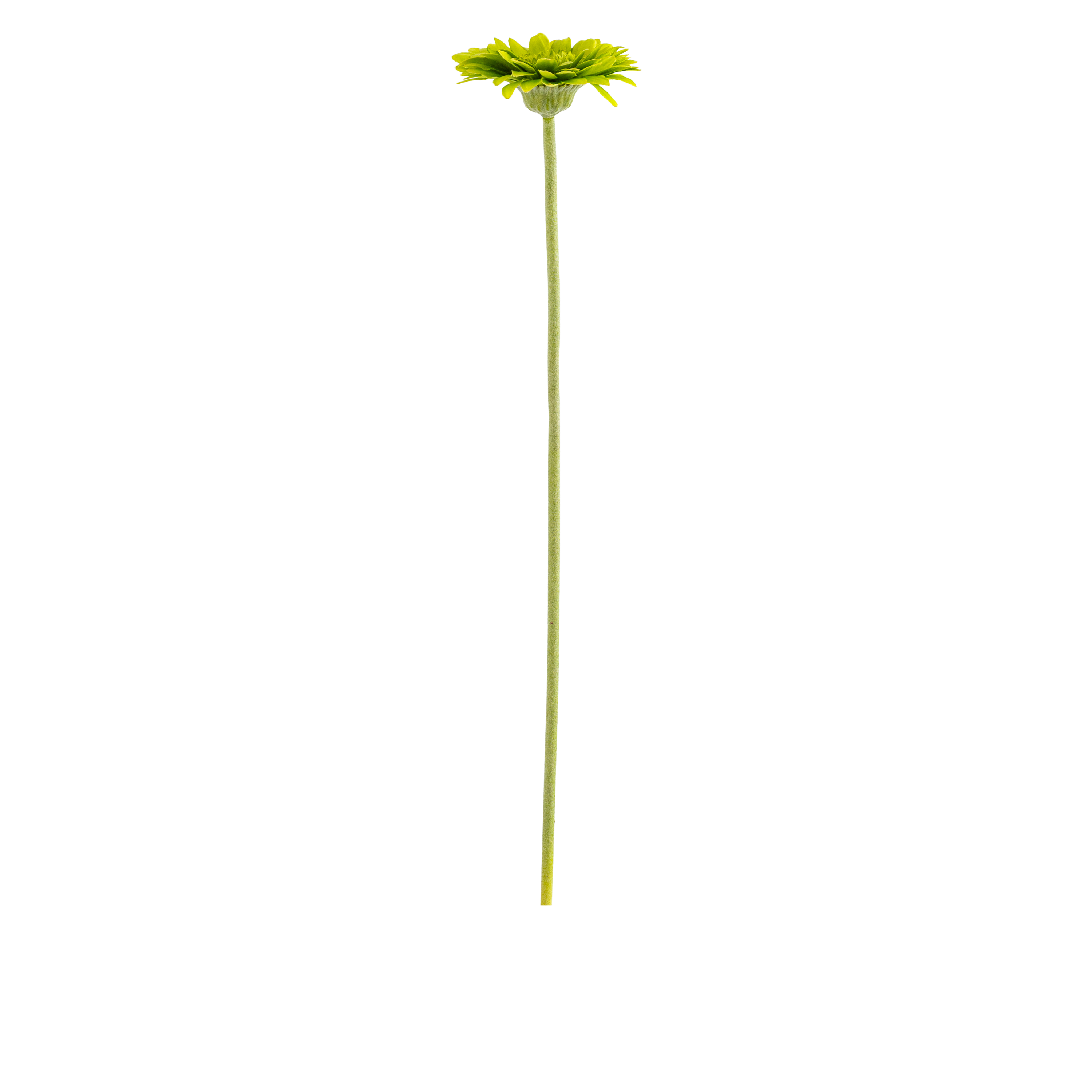 Gerbera Stem L50 cm