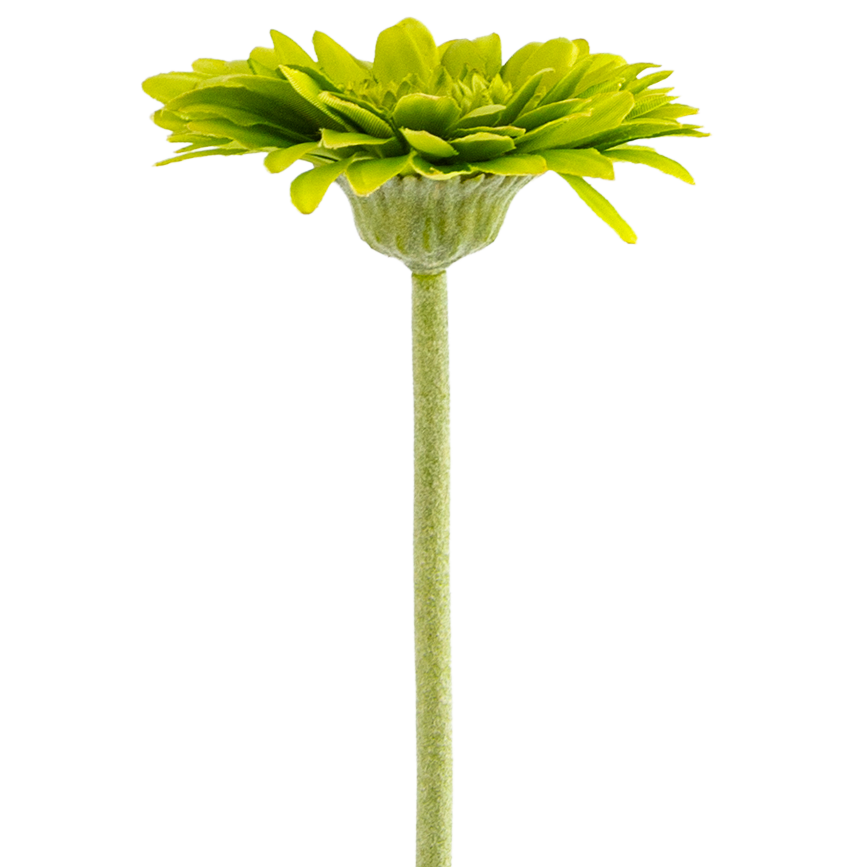 Gerbera Stem L50 cm