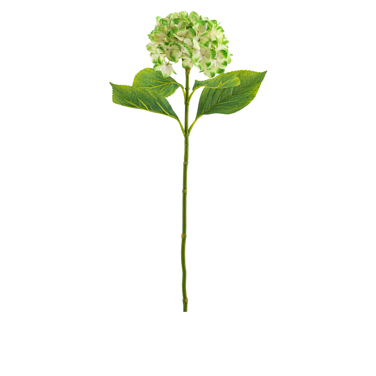 Hydrangea Stem L67 cm