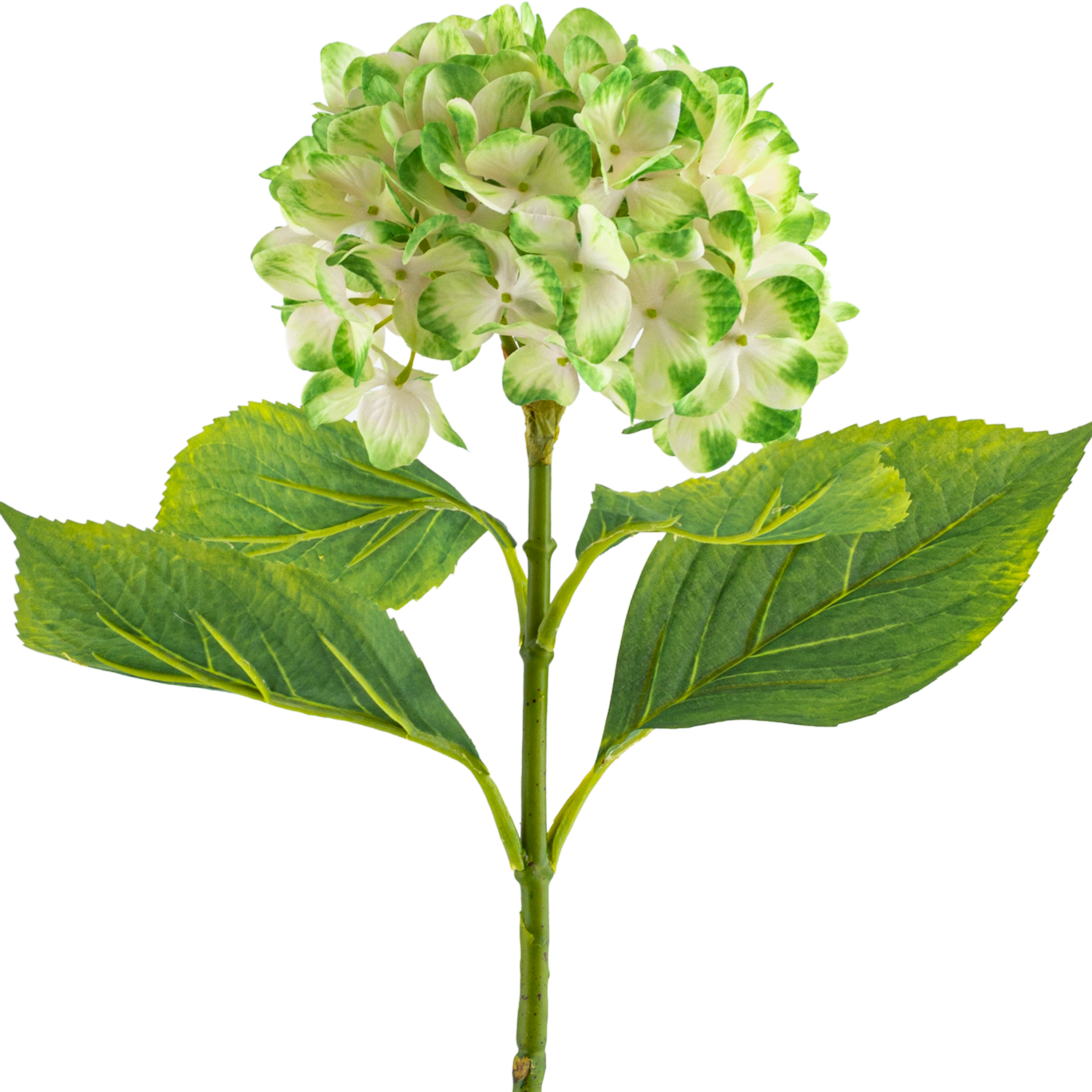 Hydrangea Stem L67 cm