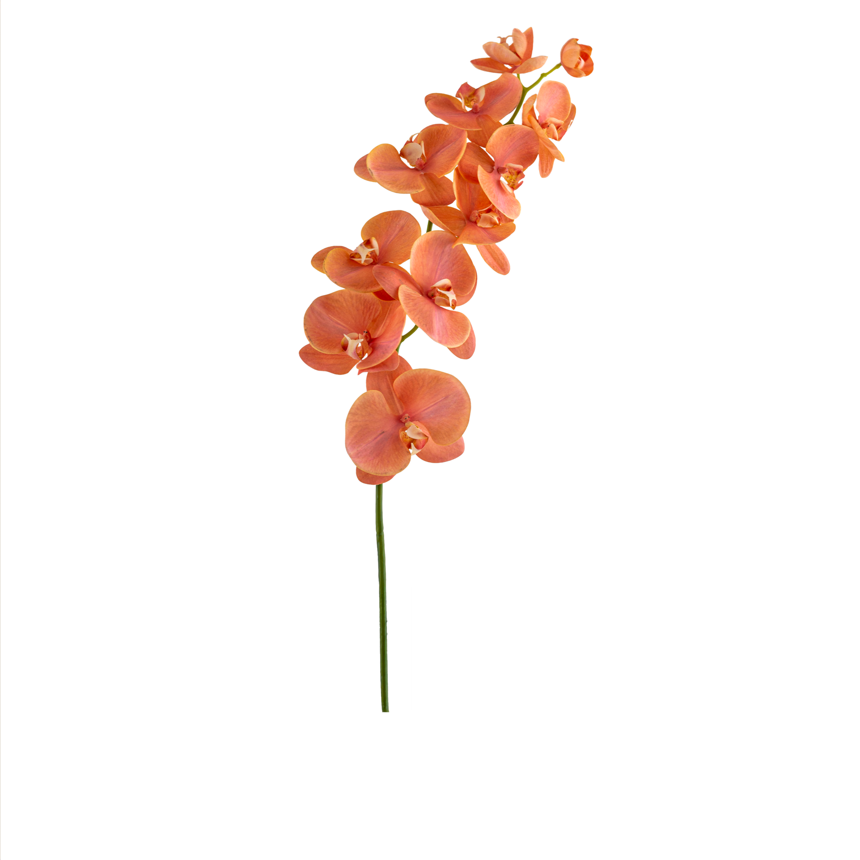 Phalaenopsis Stem L110 cm