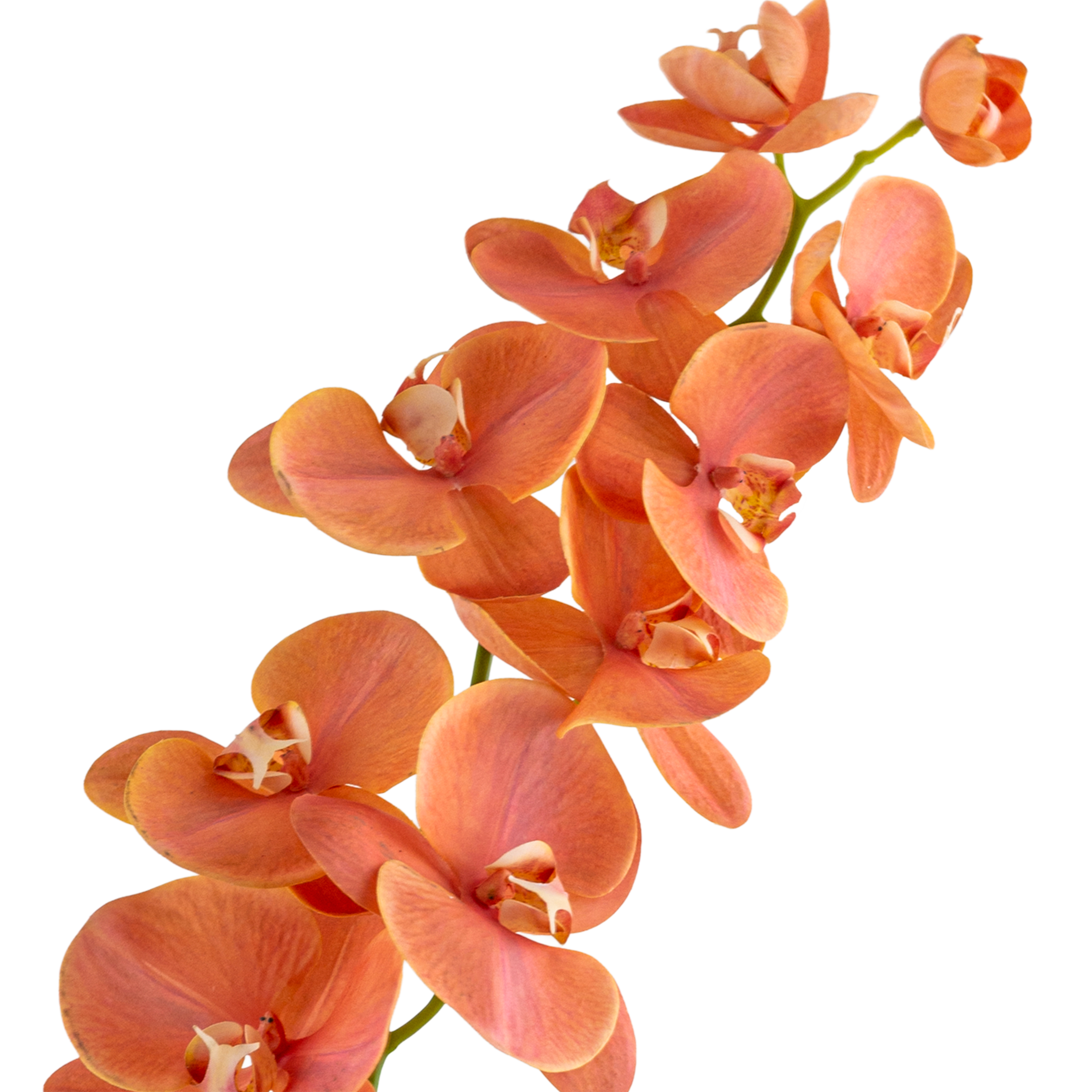 Phalaenopsis Stem L110 cm
