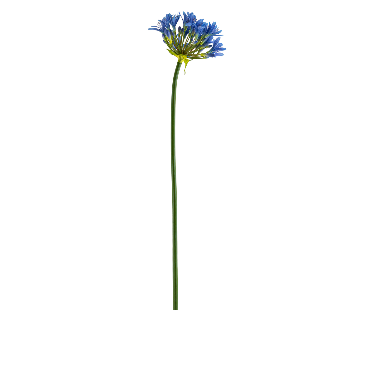 Agapanthus Stem L107 cm