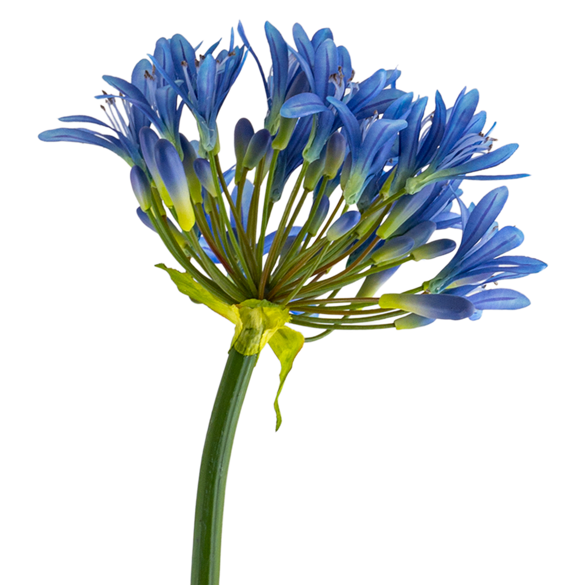 Agapanthus Stem L107 cm