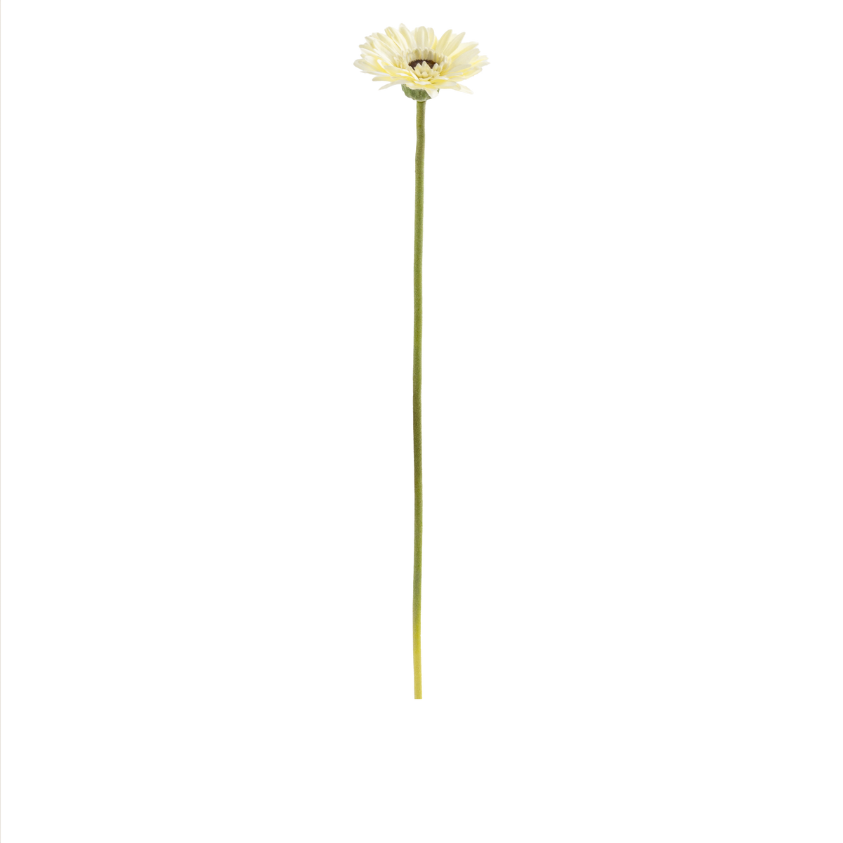 Gerbera Stem L50 cm