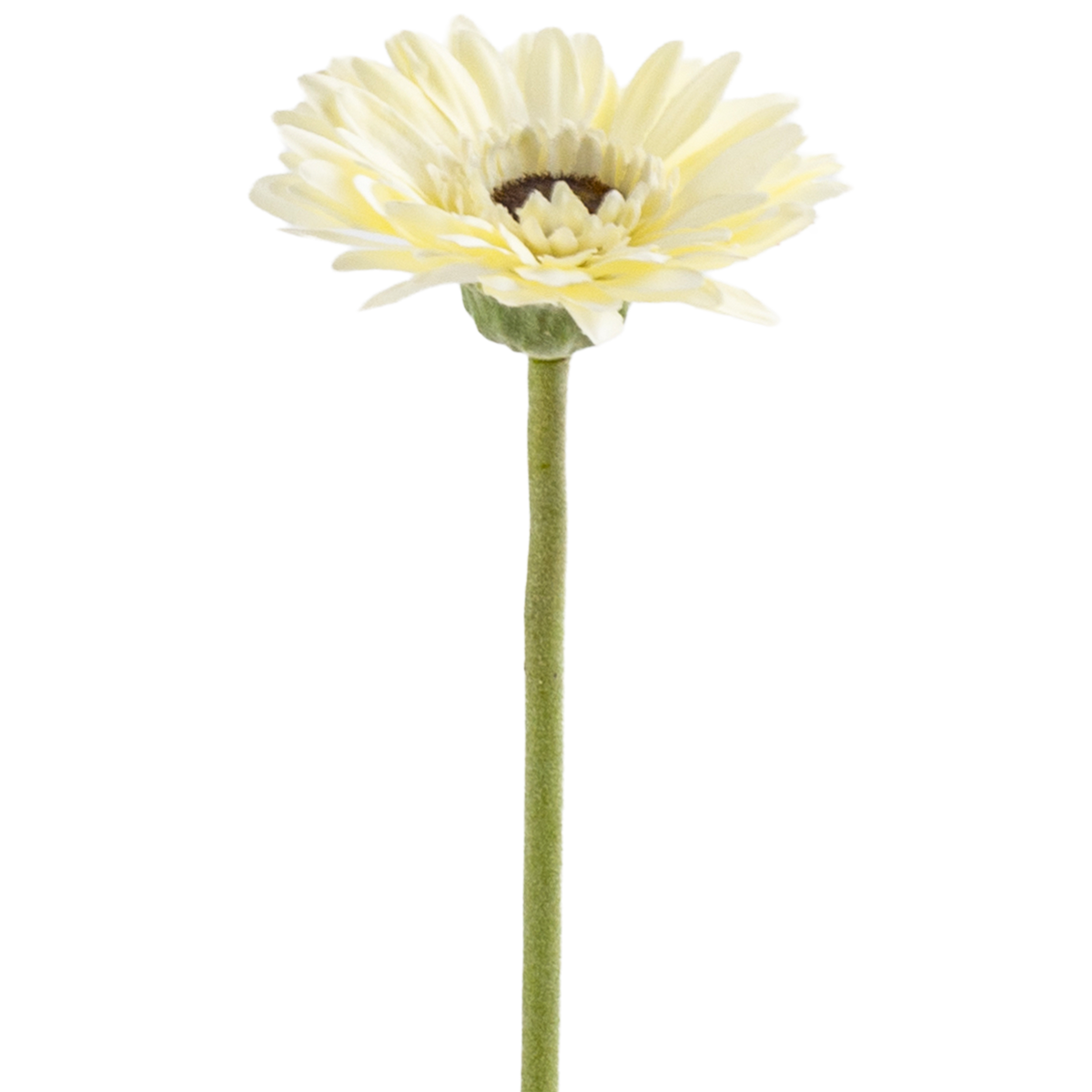 Gerbera Stem L50 cm