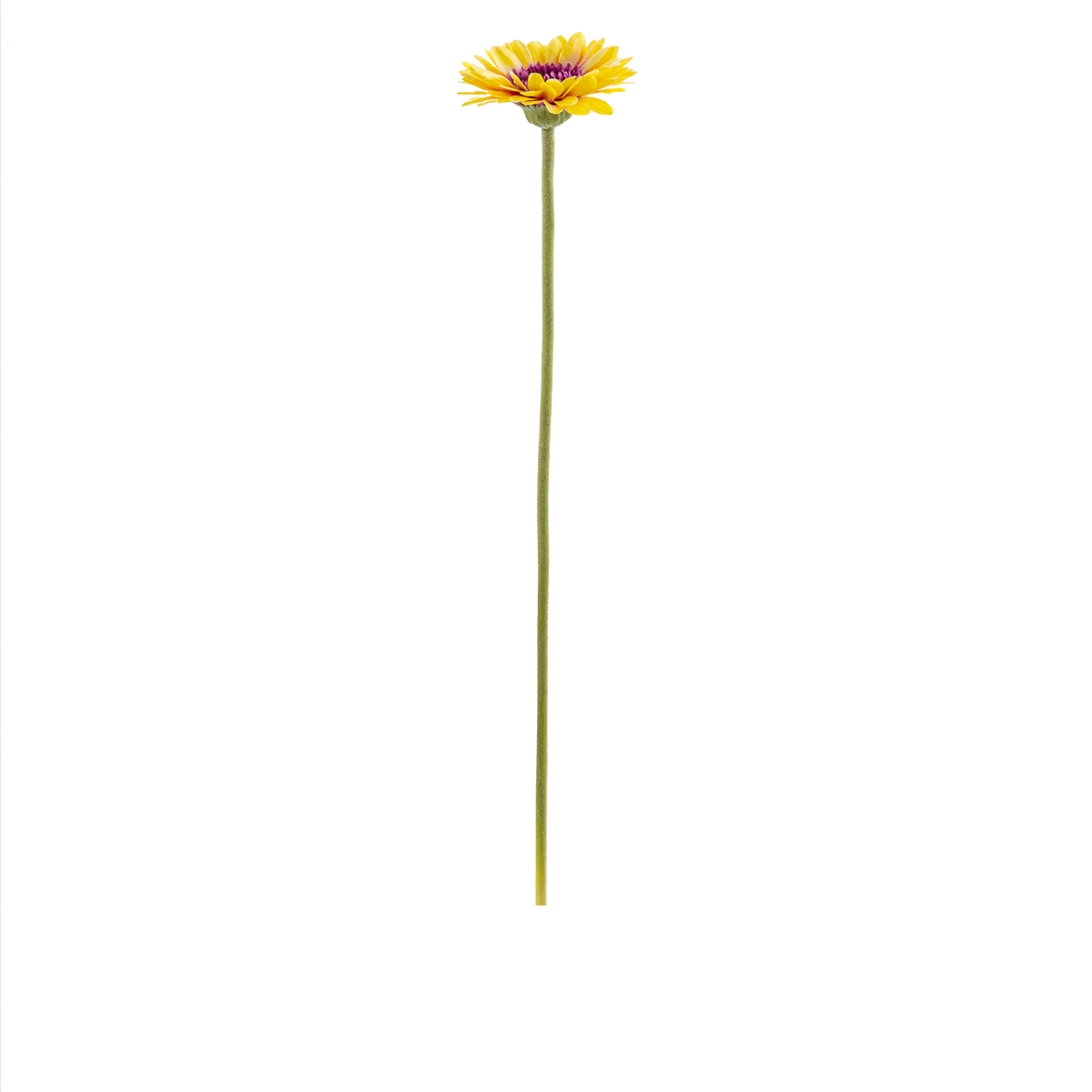 Gerbera Stem L50 cm