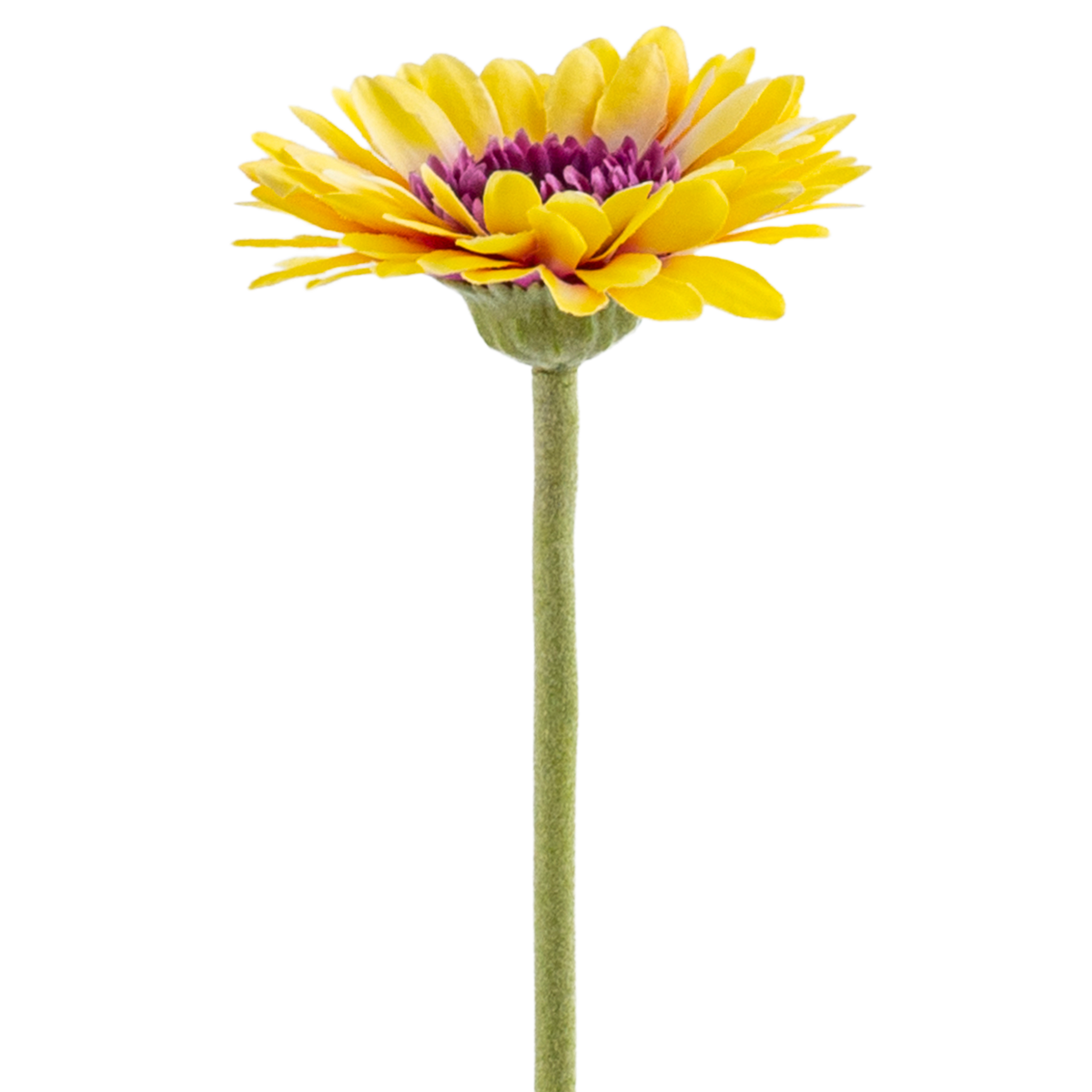 Gerbera Stem L50 cm