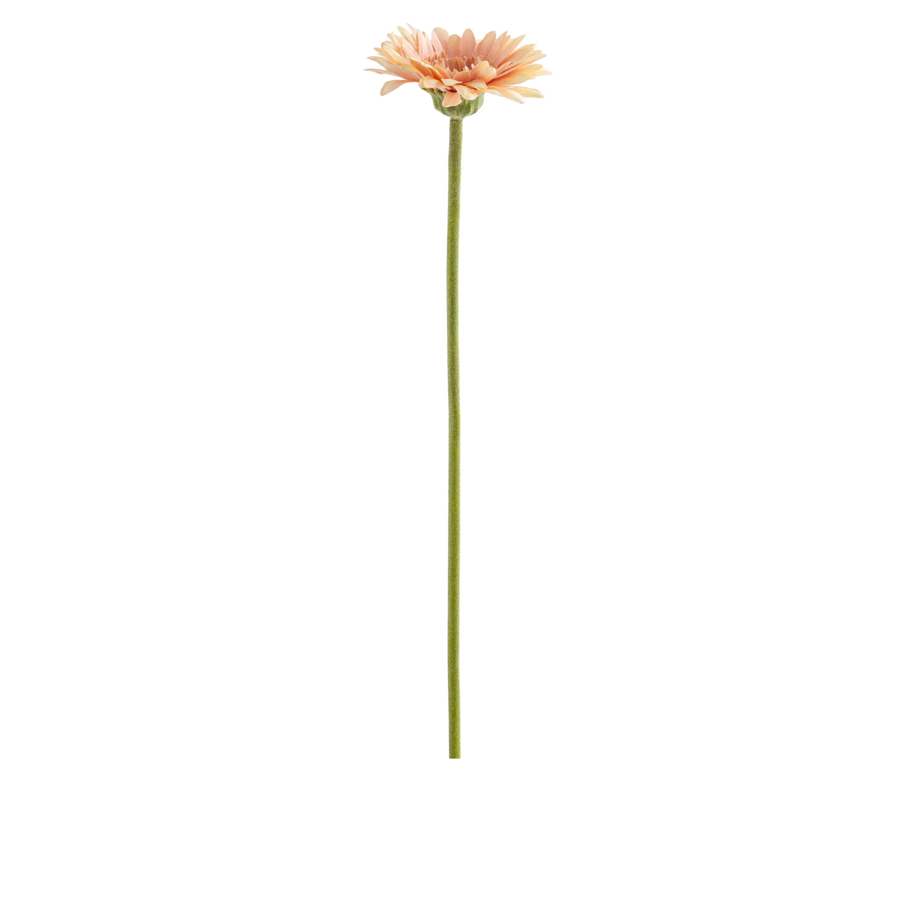 Gerbera Stem L50 cm