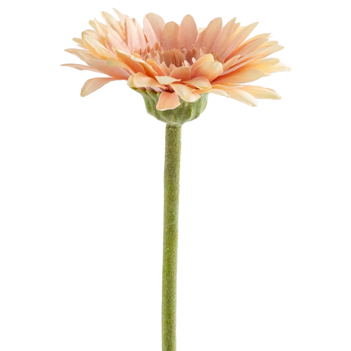 Gerbera Stem L50 cm