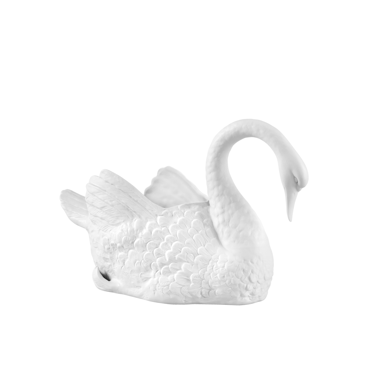 Cisnes Swan