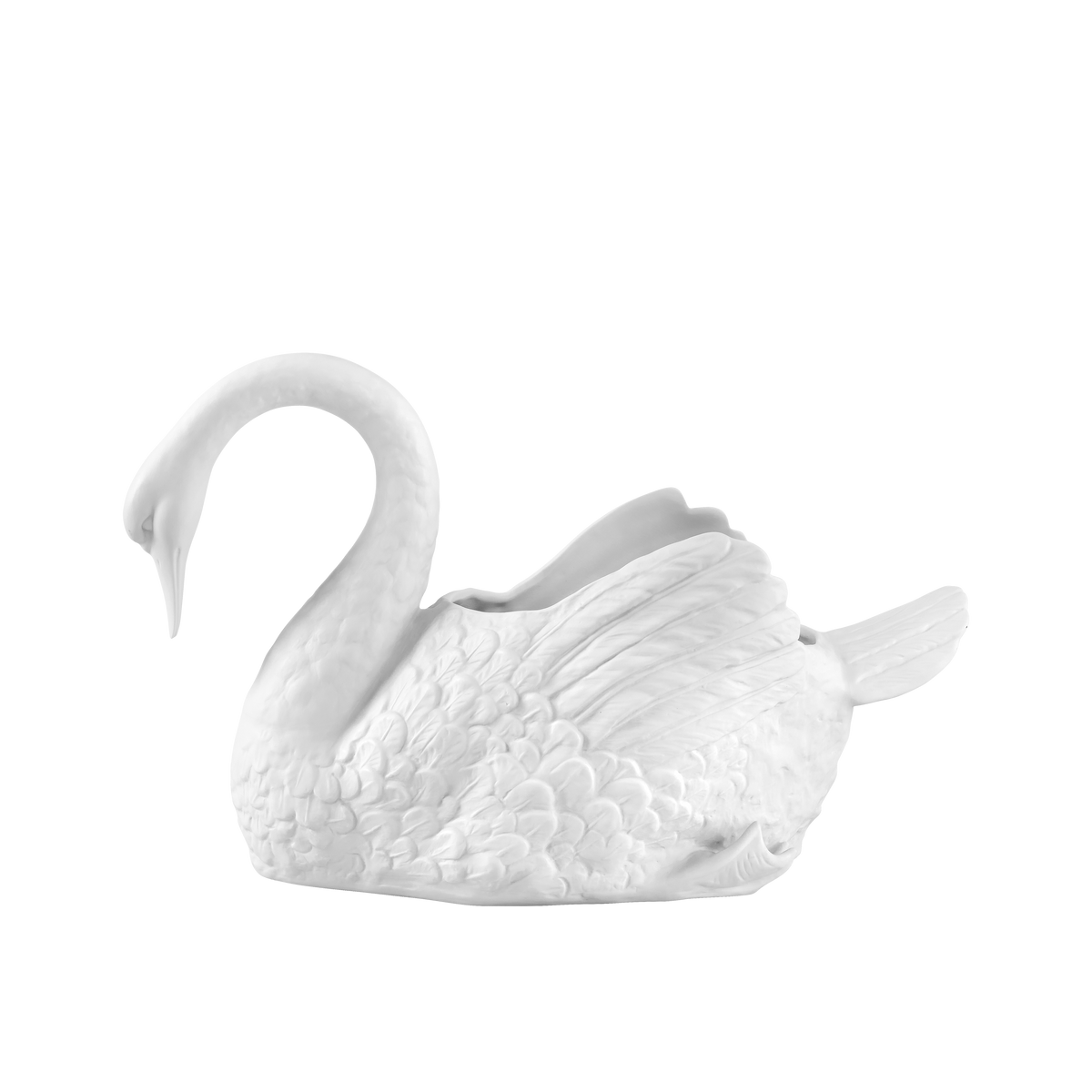 Cisnes Swan