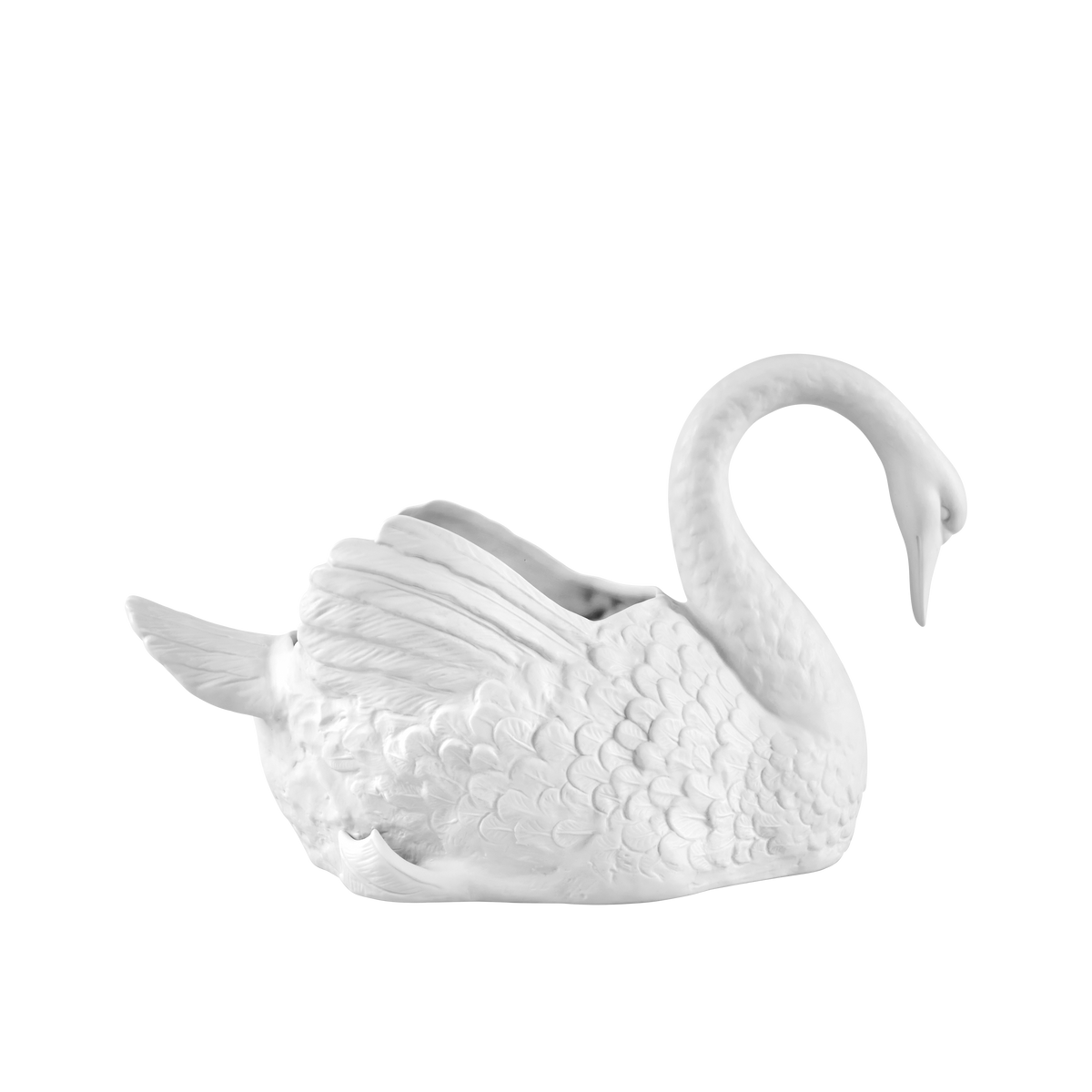Cisnes Swan