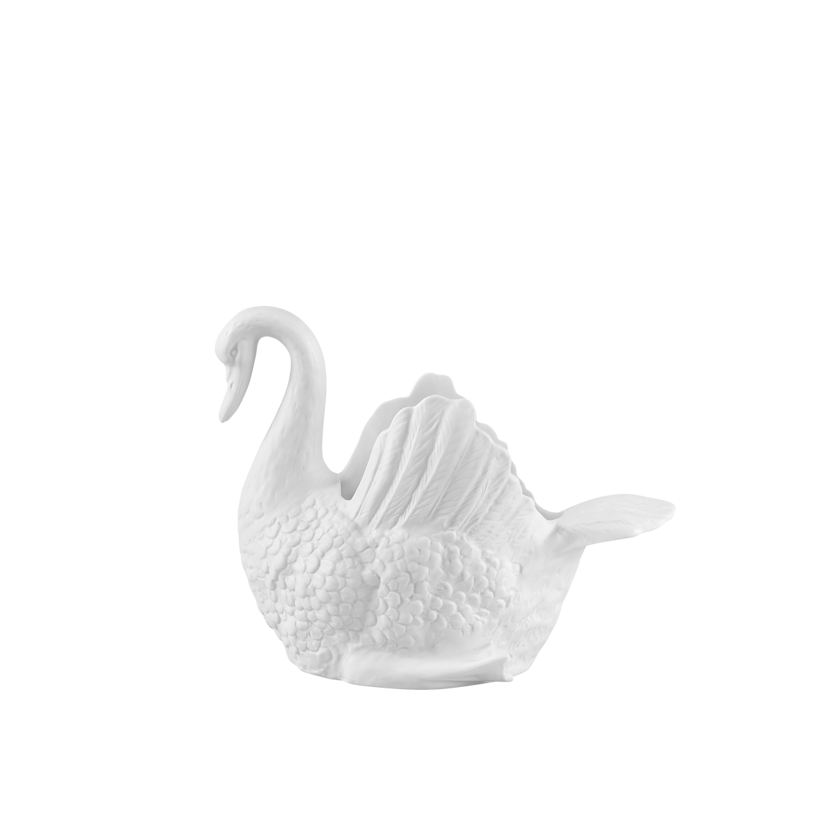 Cisnes Swan