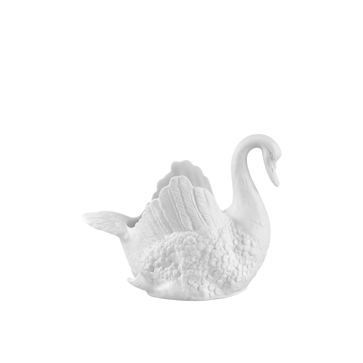 Cisnes Swan