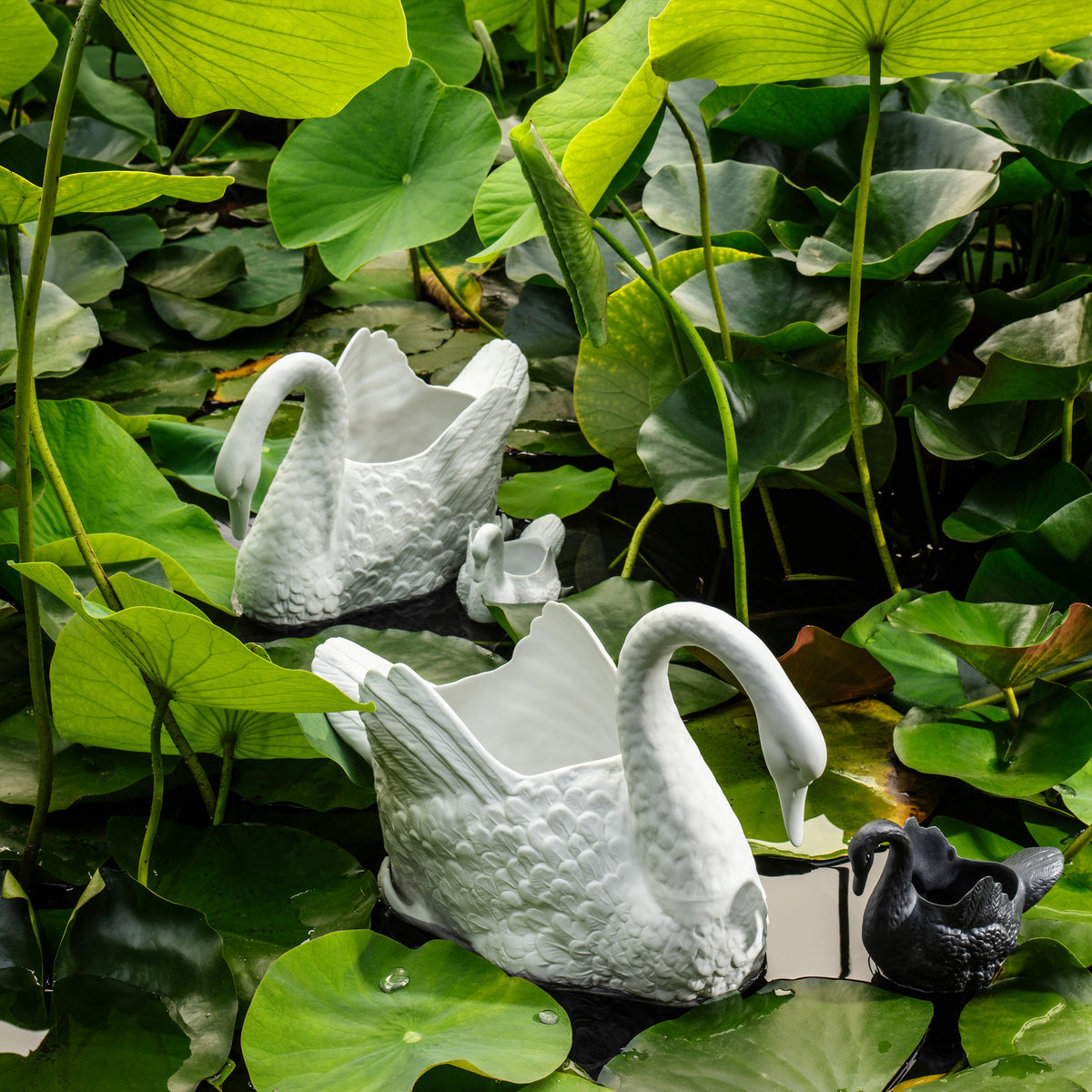 Cisnes Swan