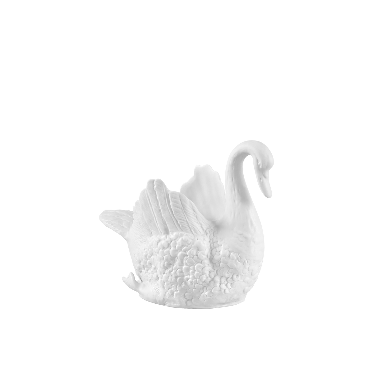 Cisnes Swan