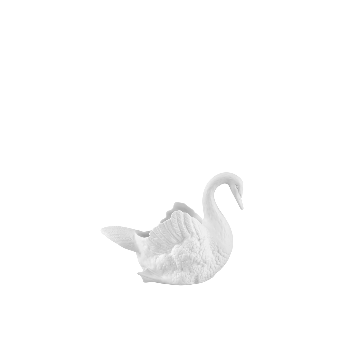 Cisnes Swan