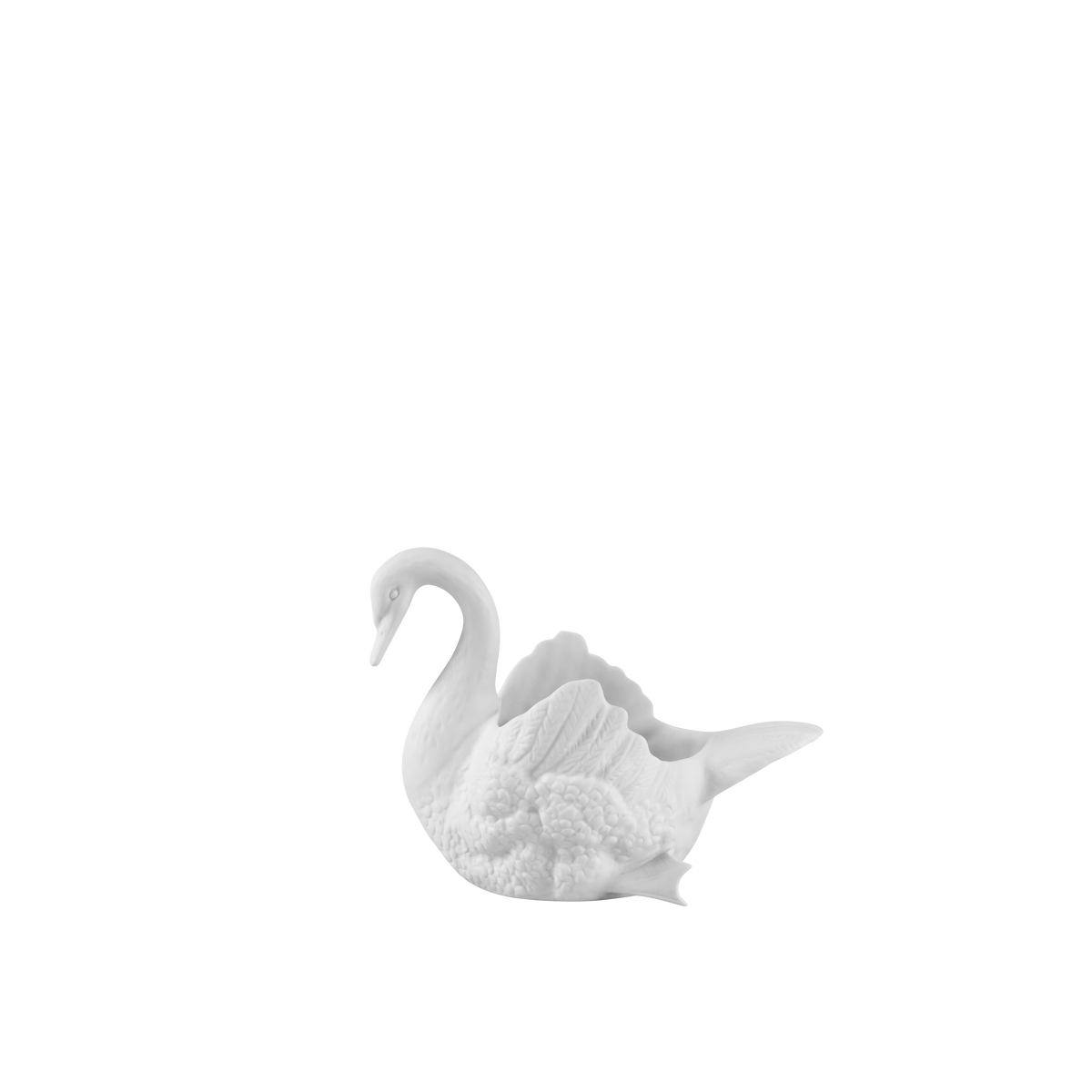 Cisnes Swan