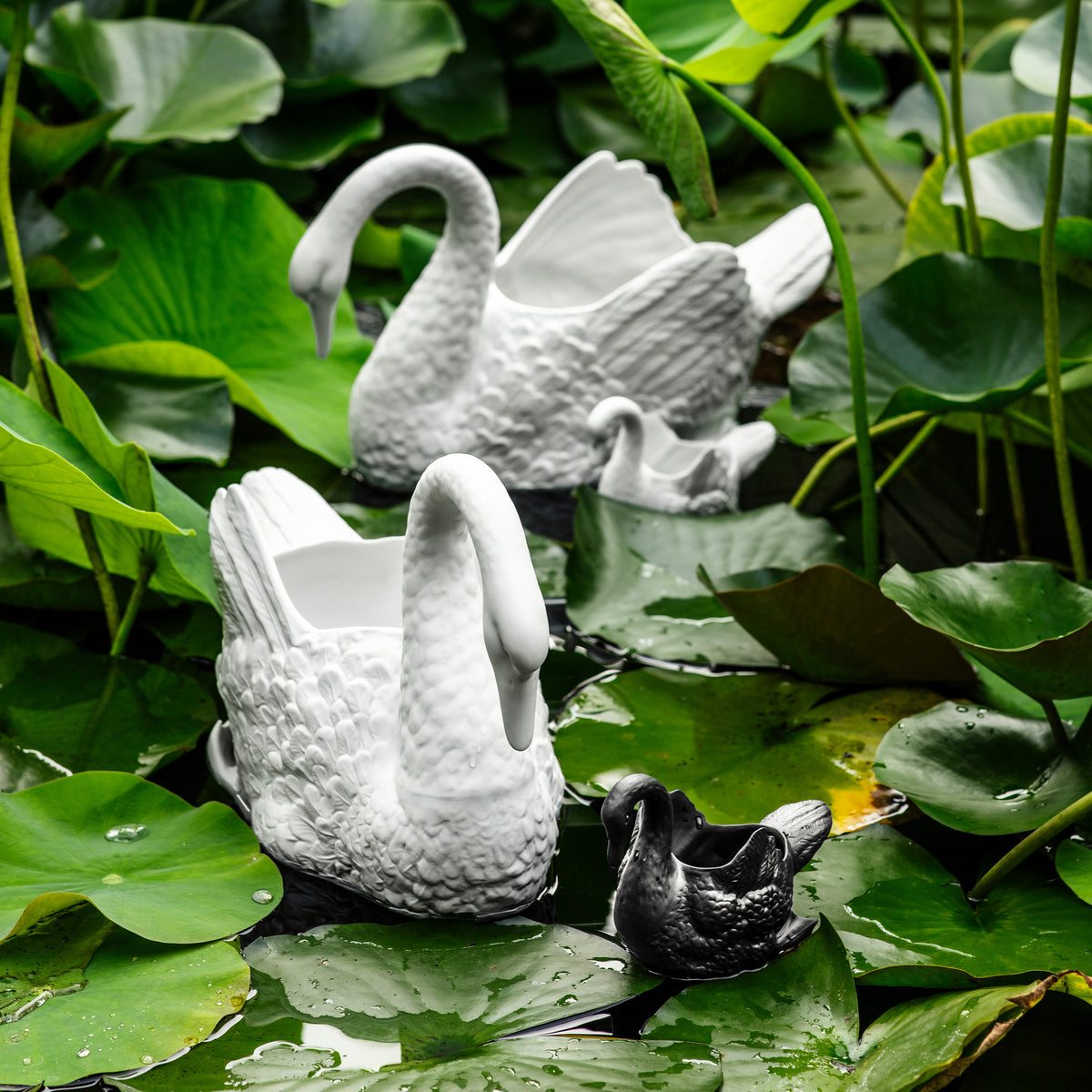 Cisnes Swan