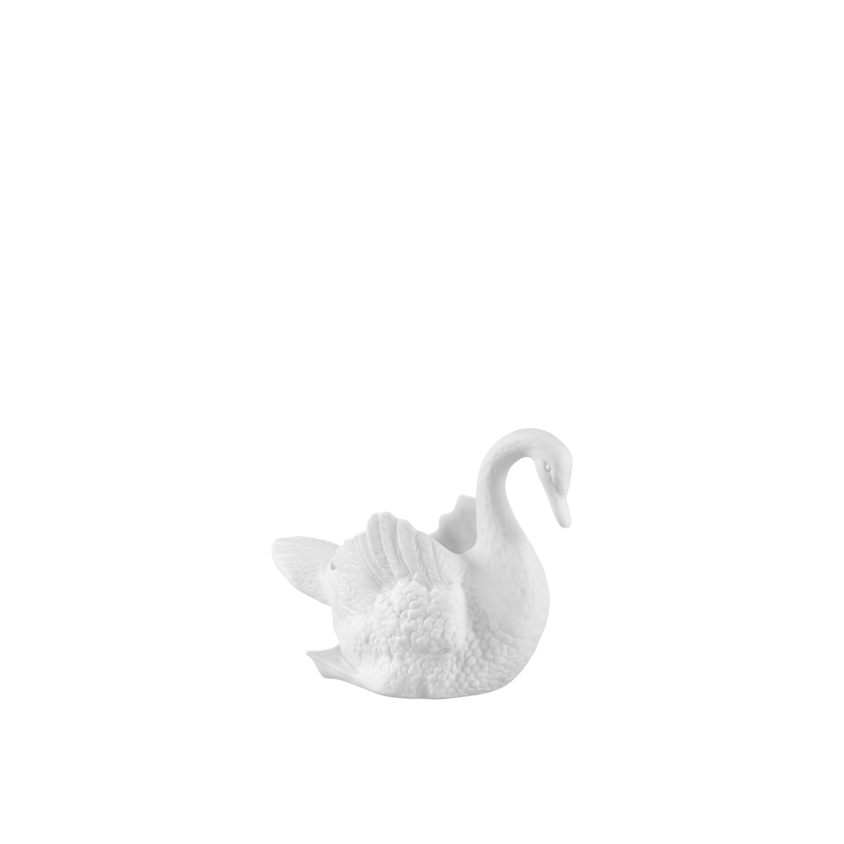 Cisnes Swan