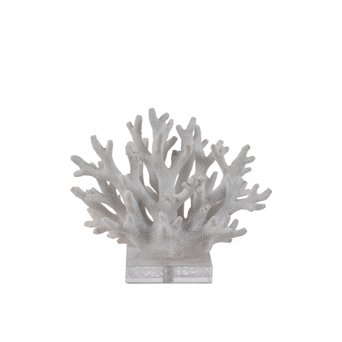 Bract Coral