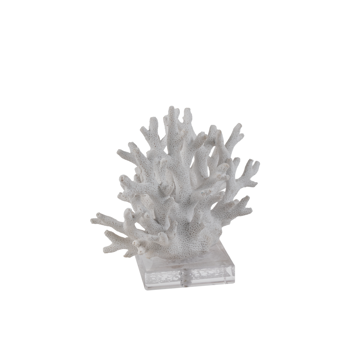 Bract Coral