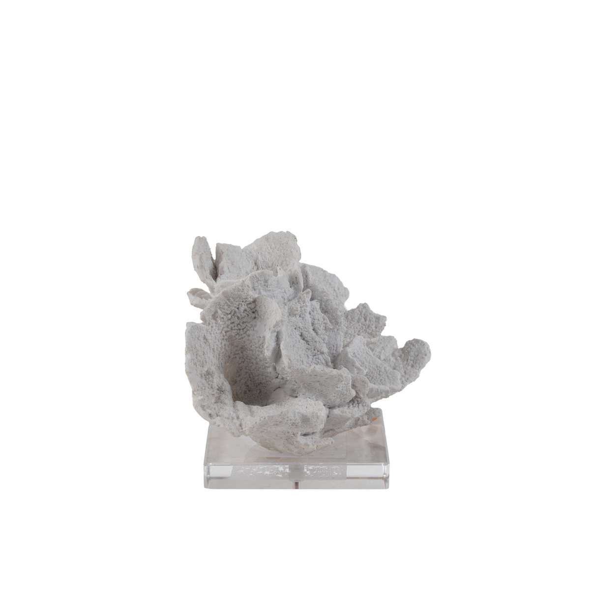 Folium Coral