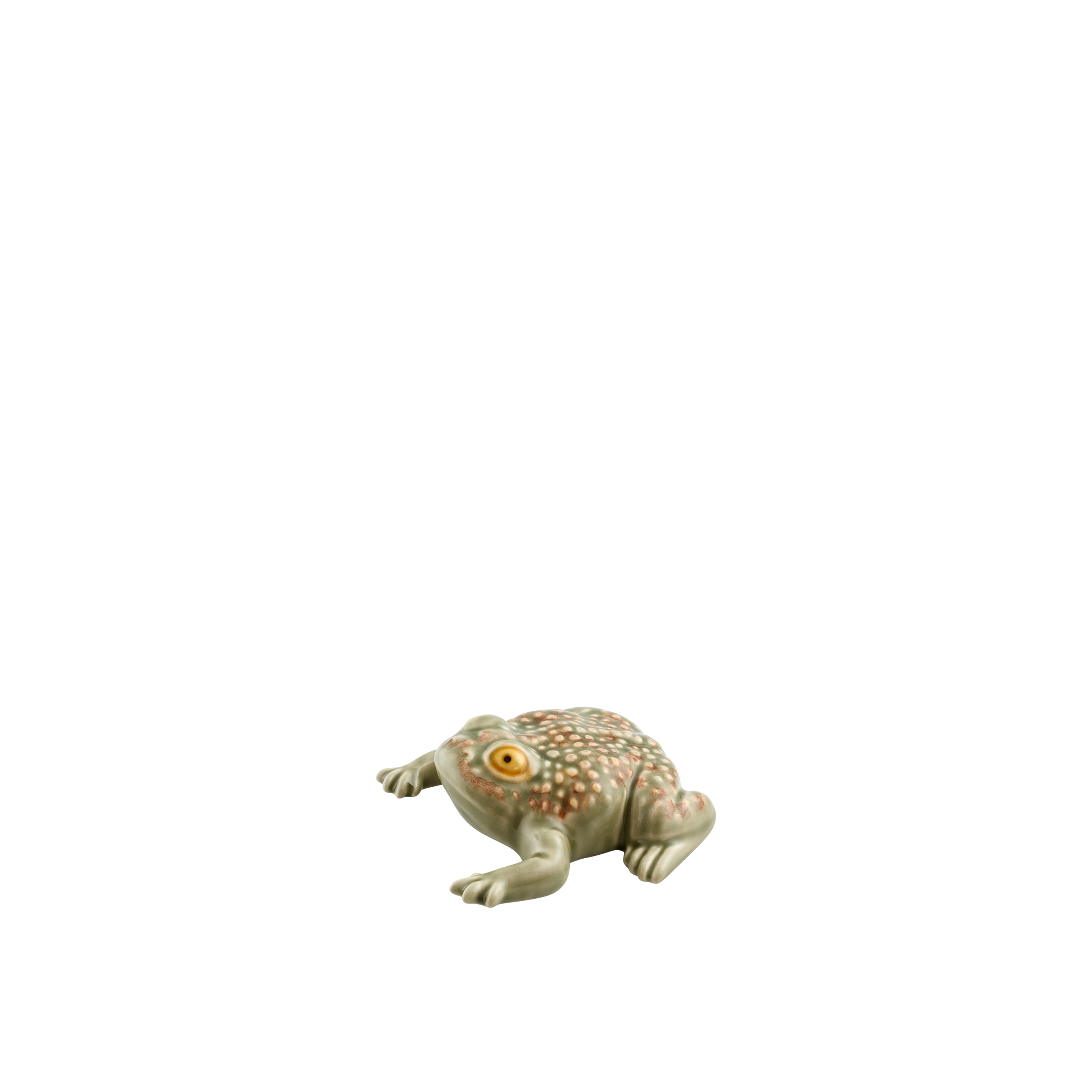 Large Toad
