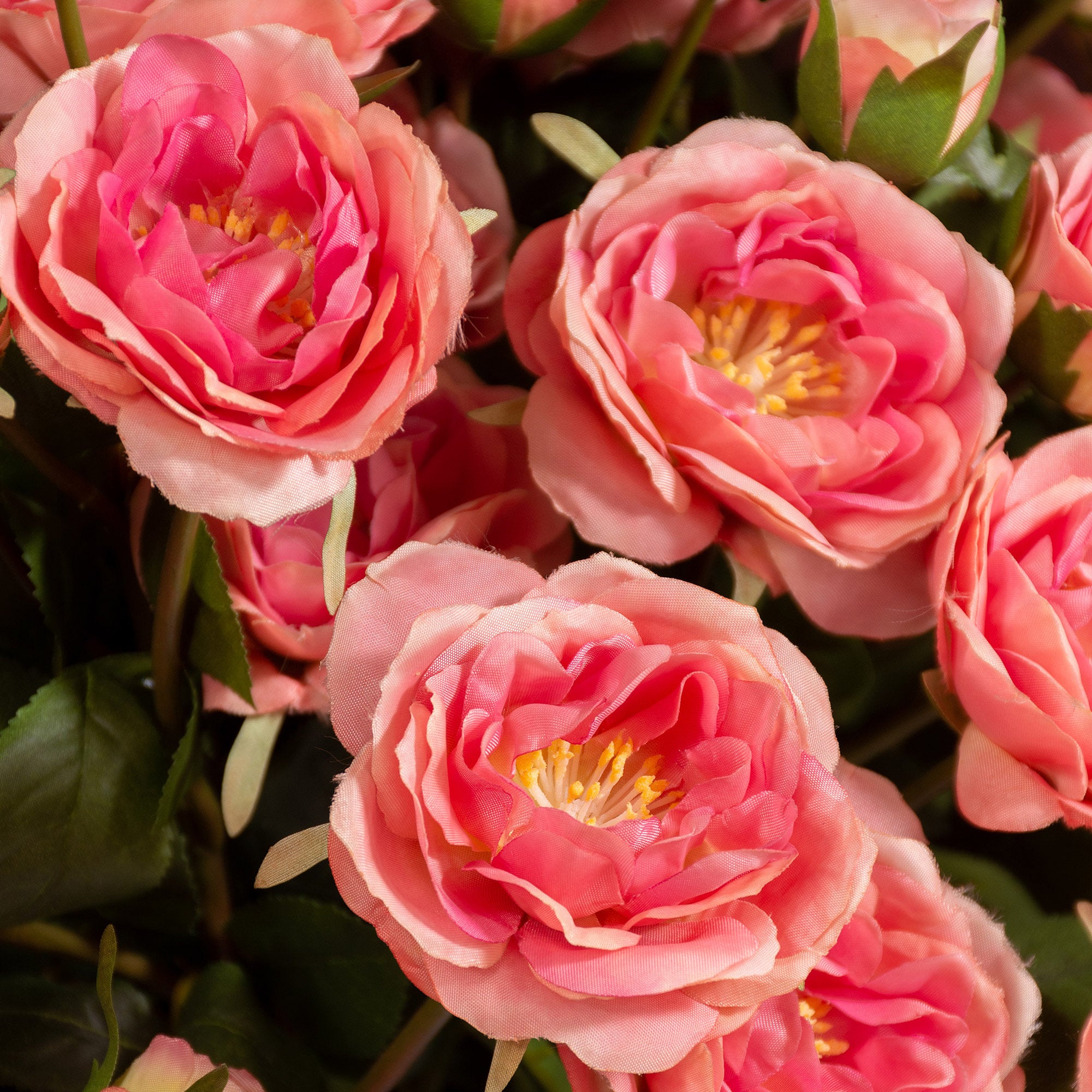 Peony Stem