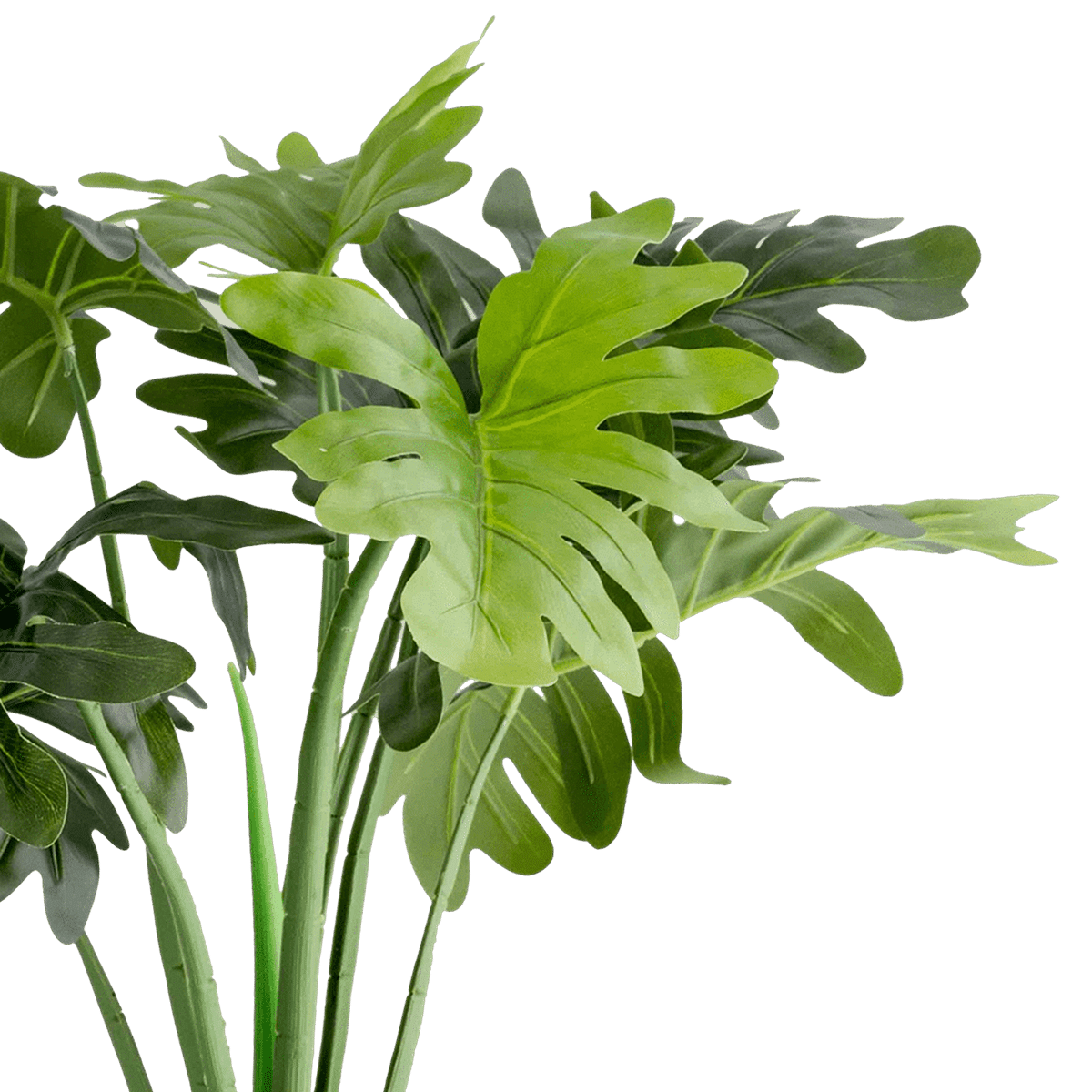 Philodendron Potted Plant