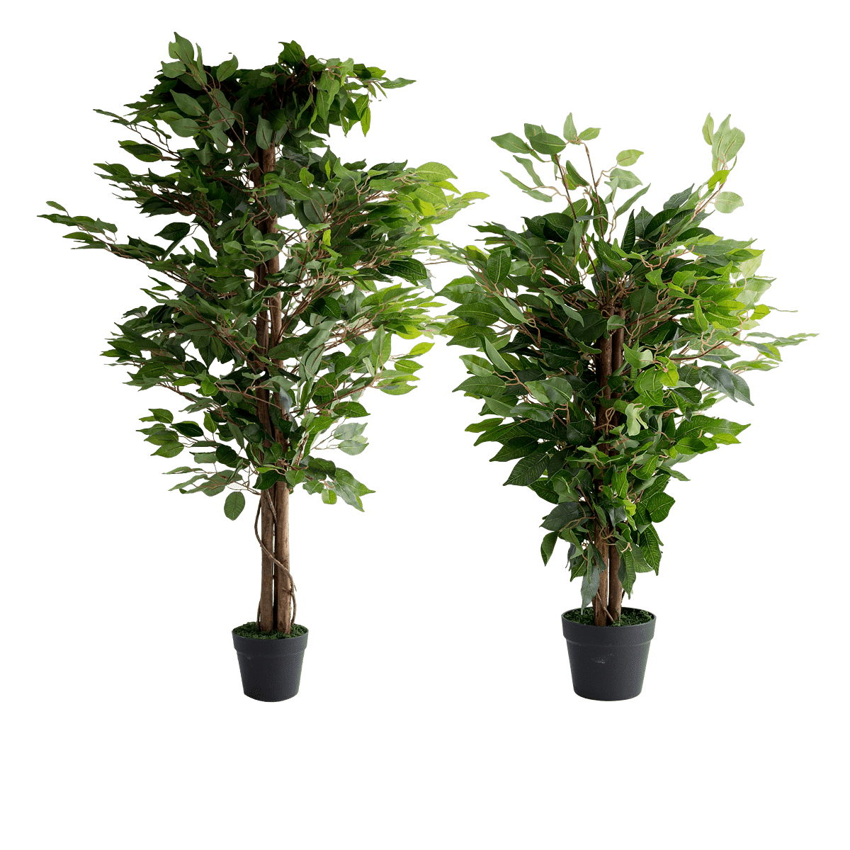 Ficus Potted Plant