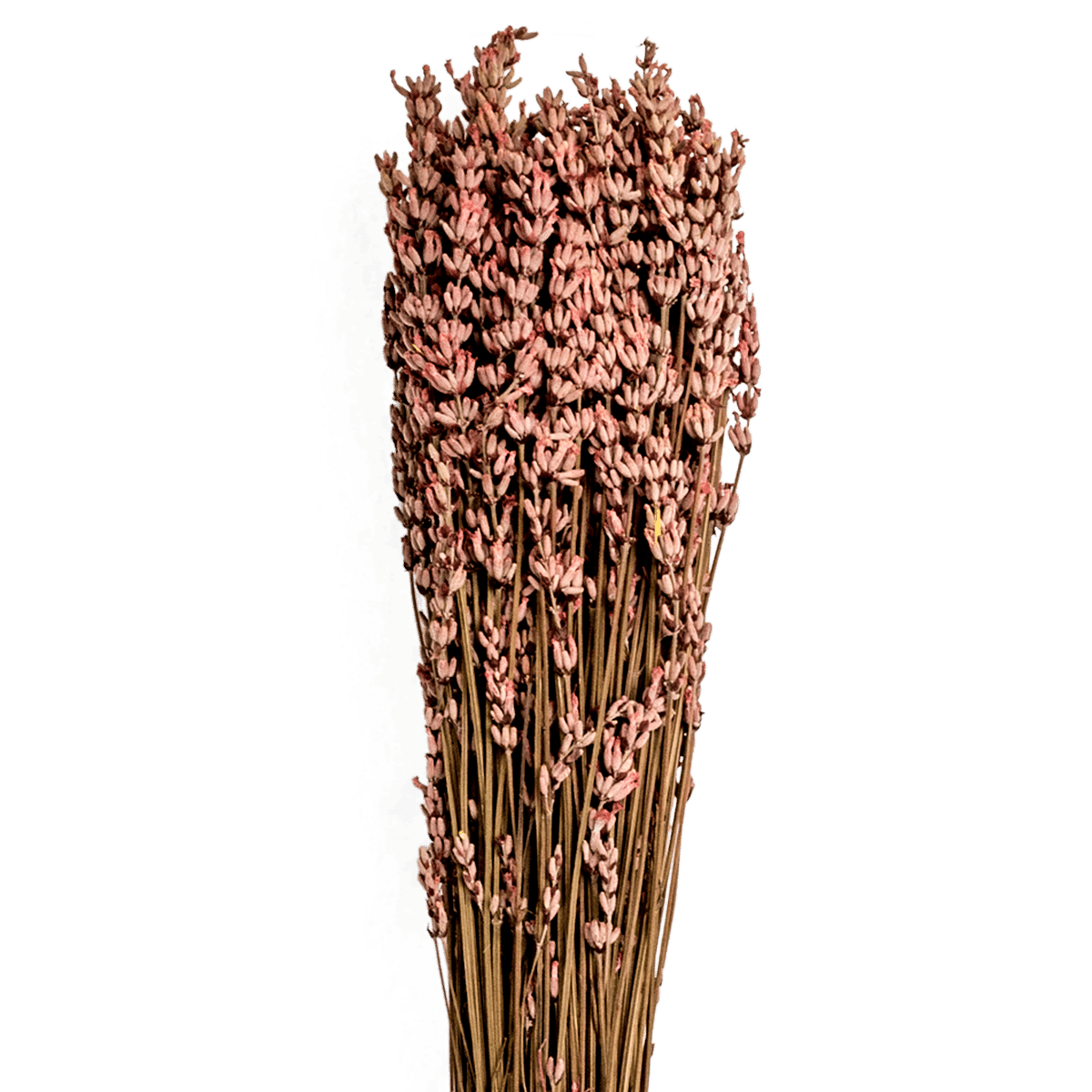 Lavander Dried Botanical